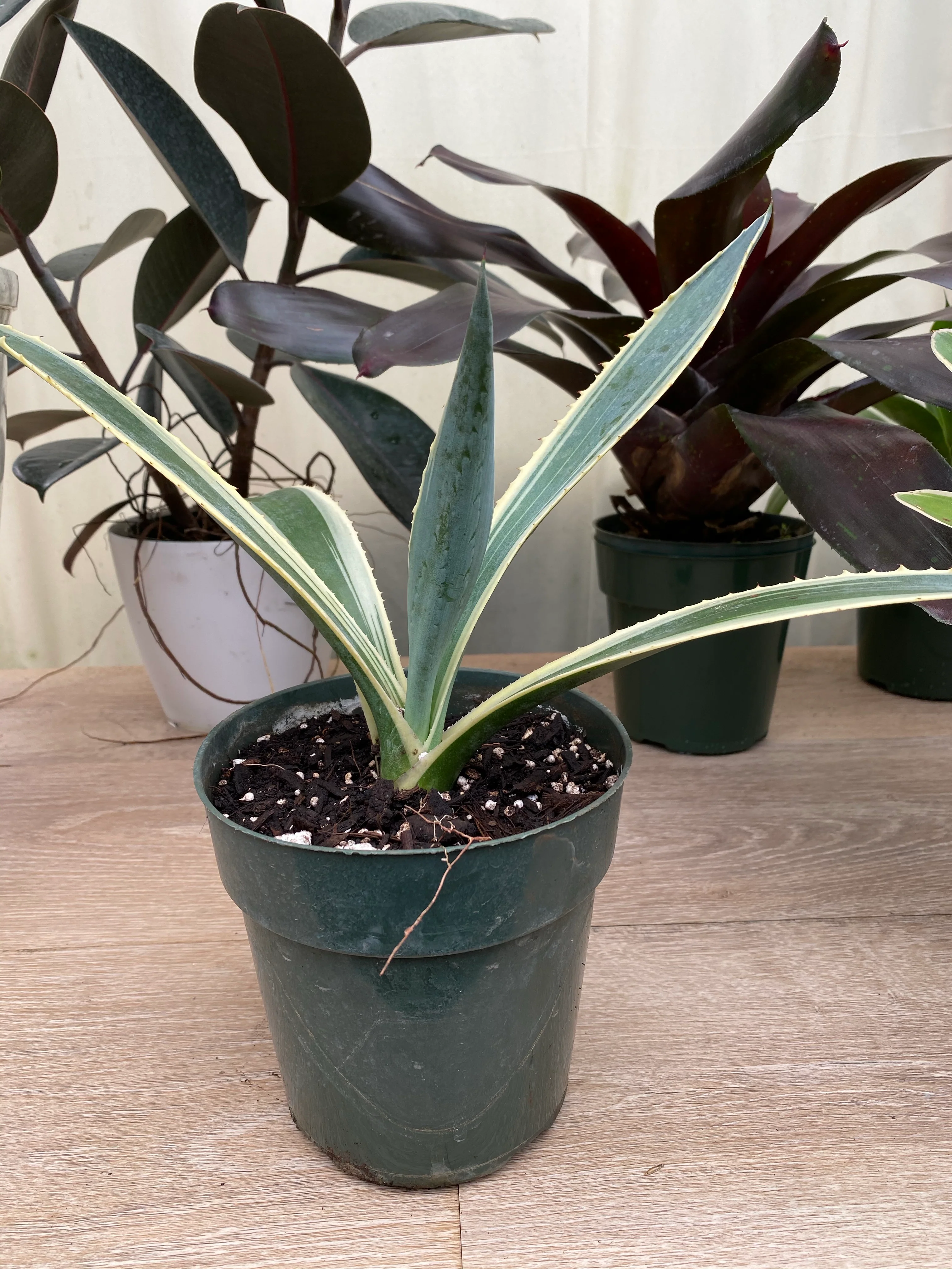 Agave Americana Variegata, Century Plant - Image 4