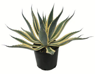 Agave Americana Variegata, Century Plant - Image 6