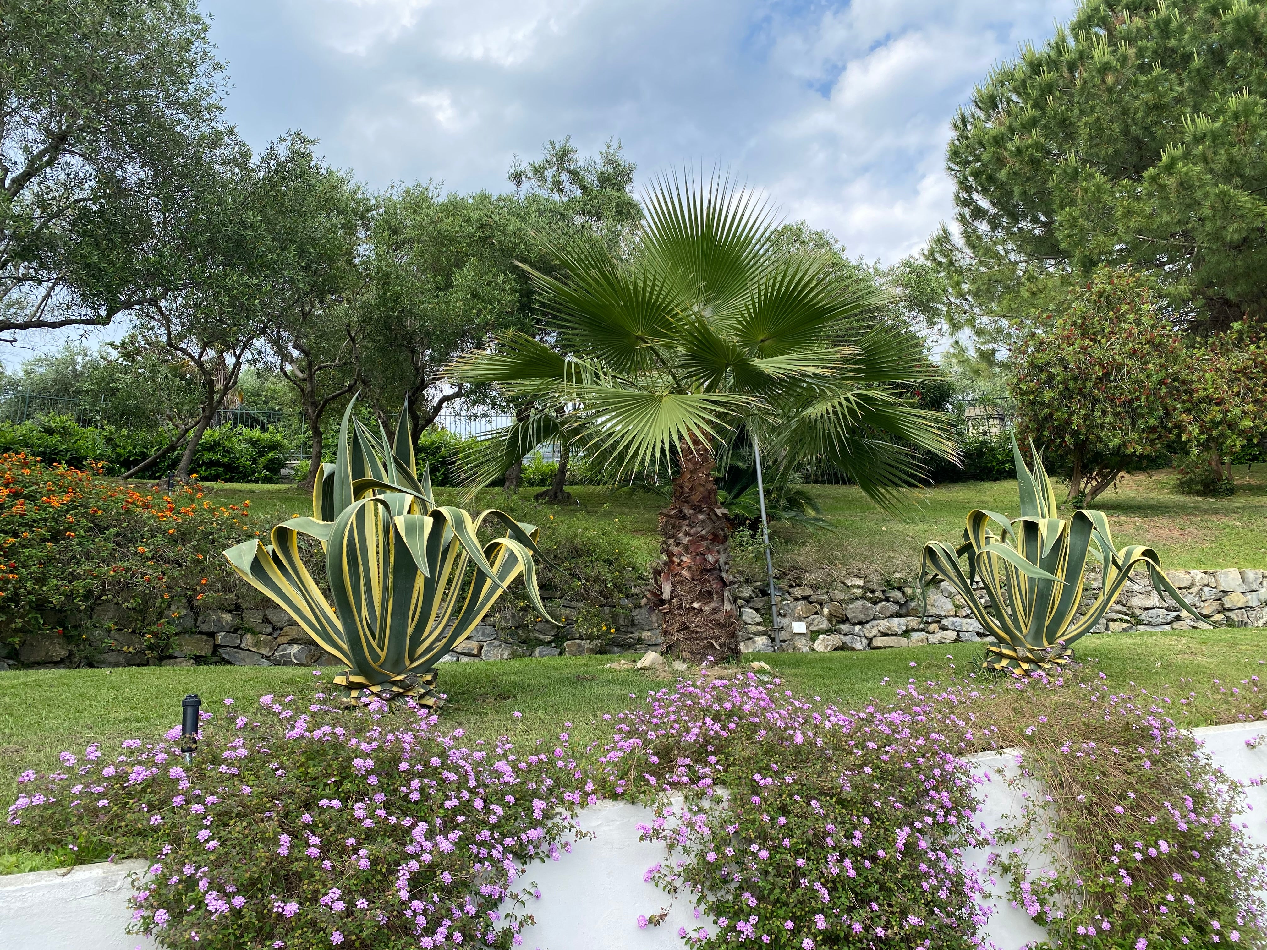 Agave Americana Variegata, Century Plant - Image 7