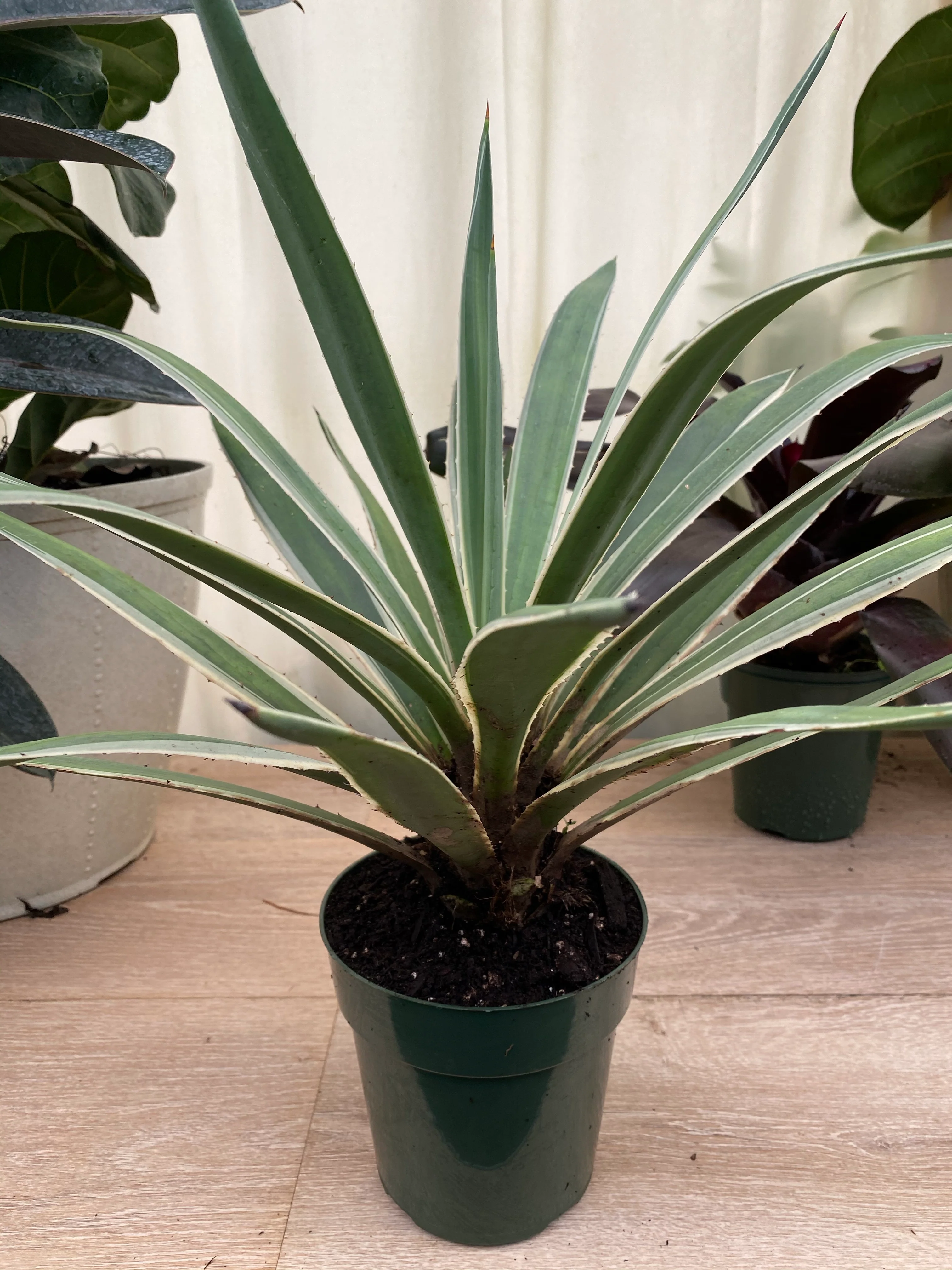 Agave Angustifolia, Caribbean Agave - Image 6
