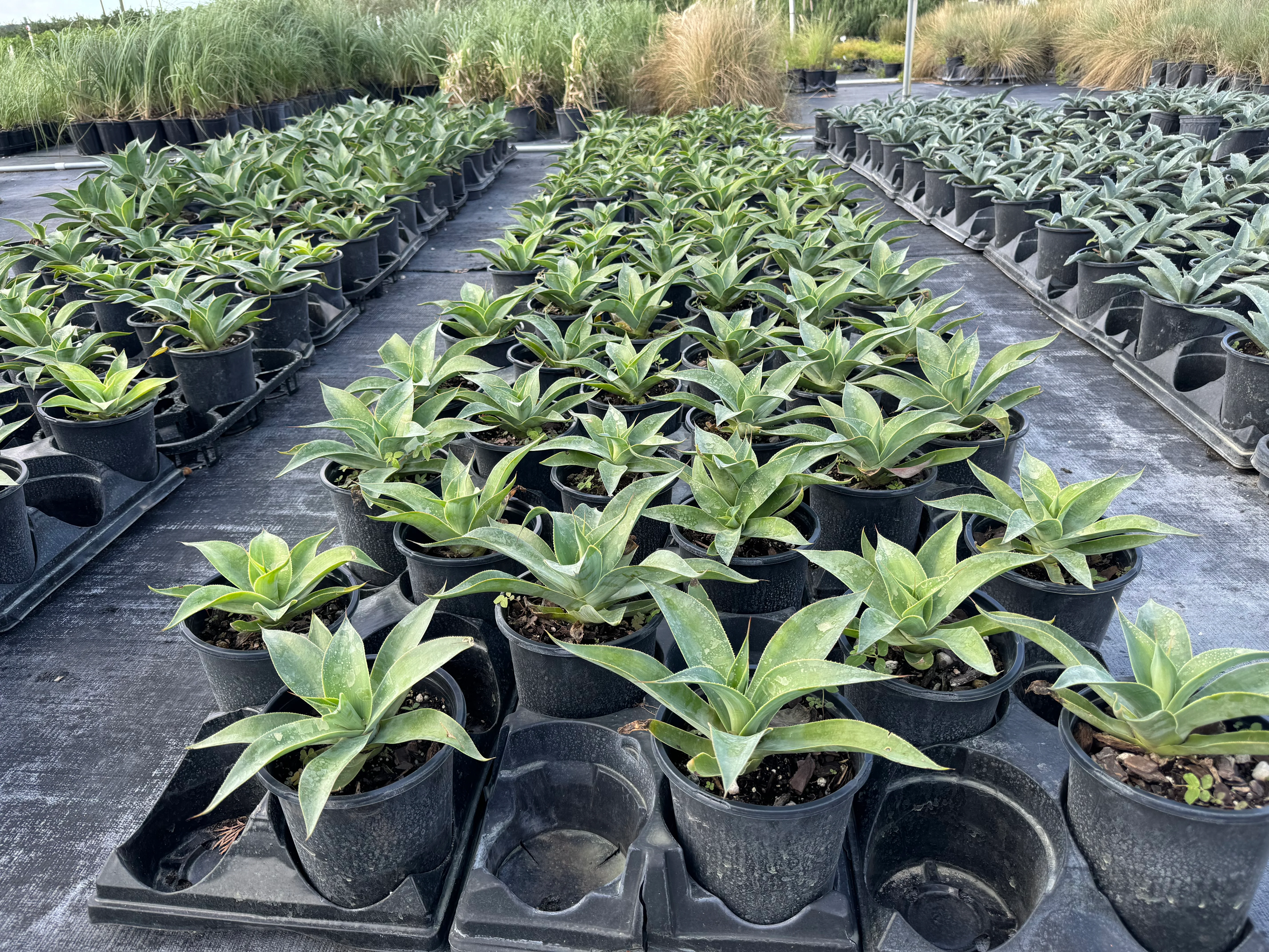Agave Blue Flame - Image 9