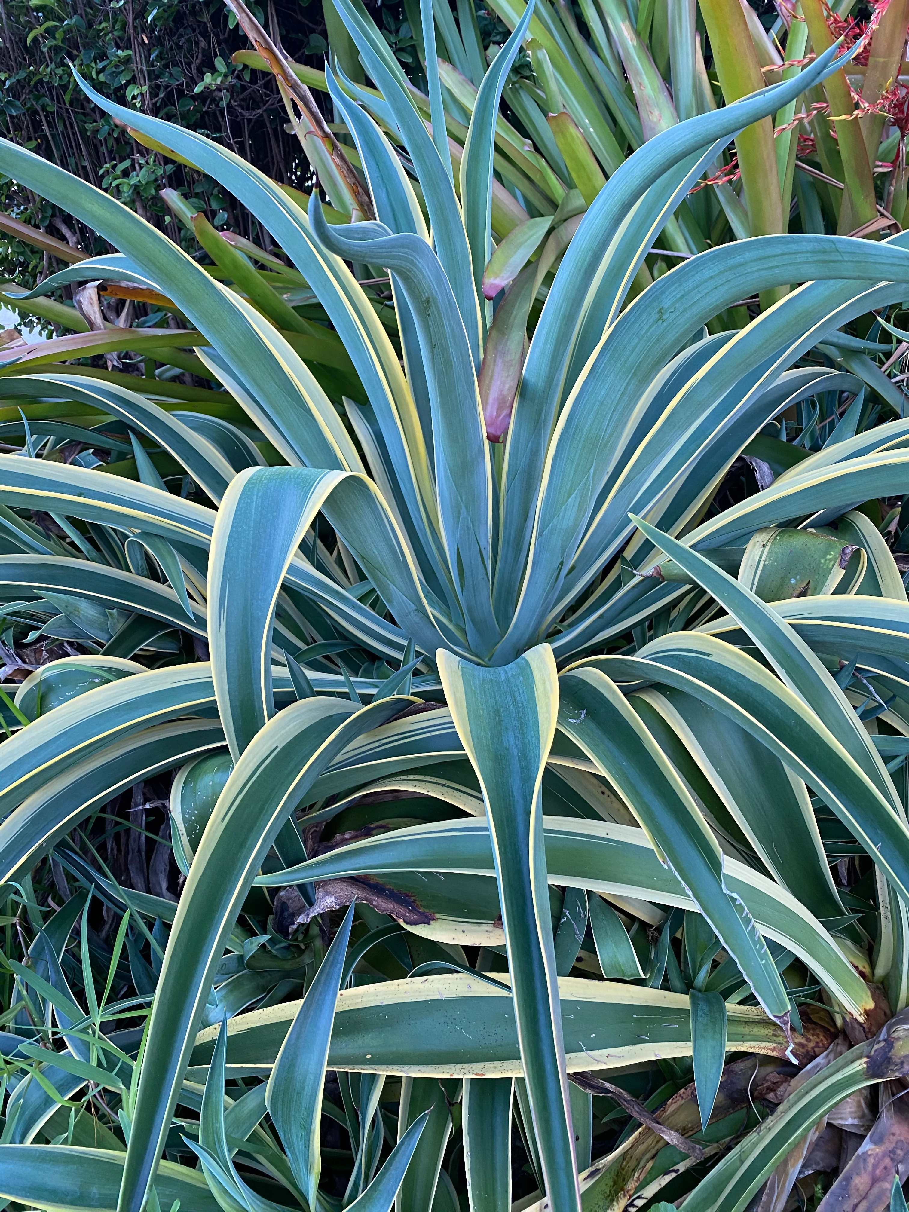 Agave Desmettiana Variegata Dwarf Century Plant - Image 7