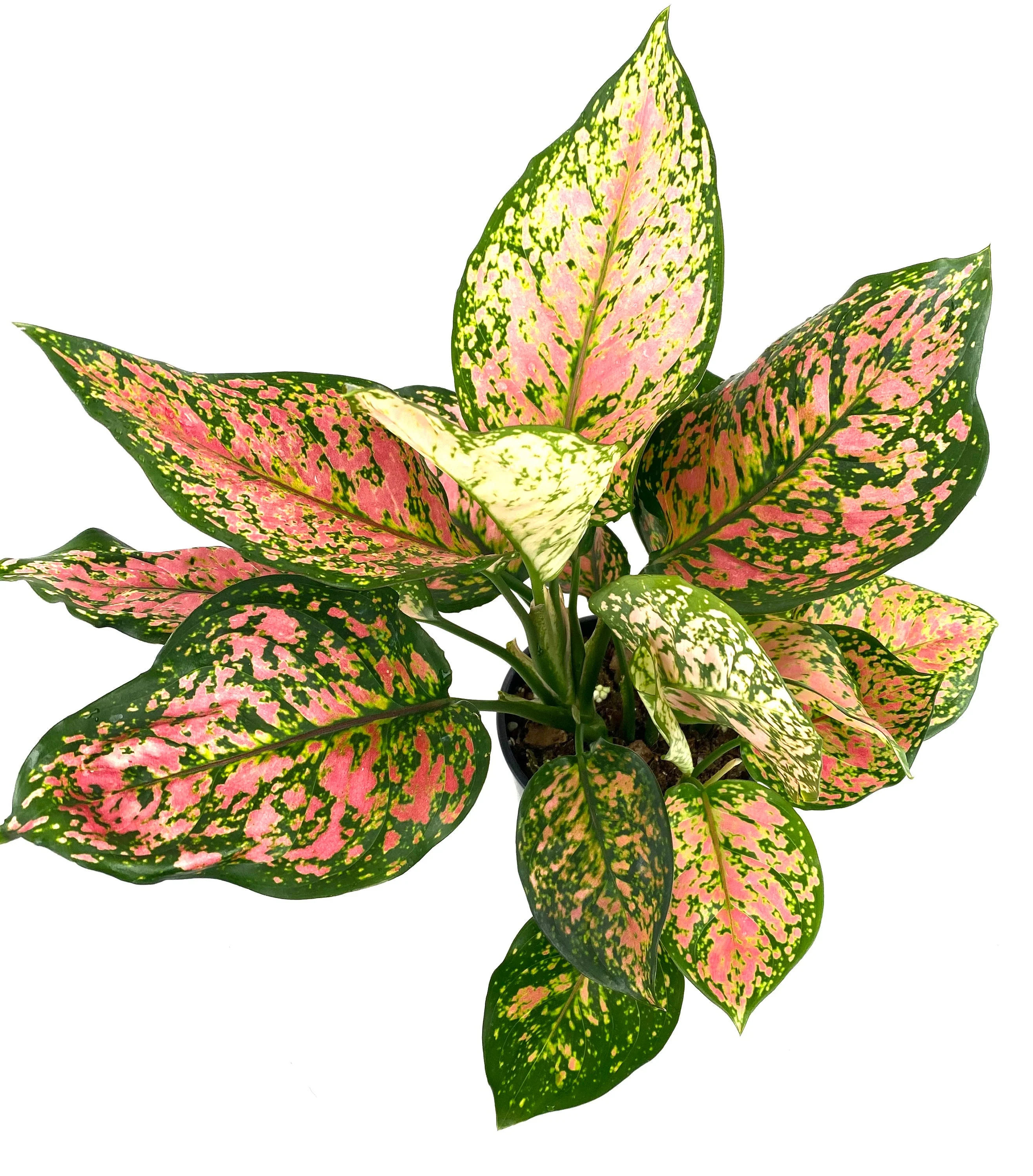 Aglaonema Wishes, Chinese Evergreen Variegated - Image 4