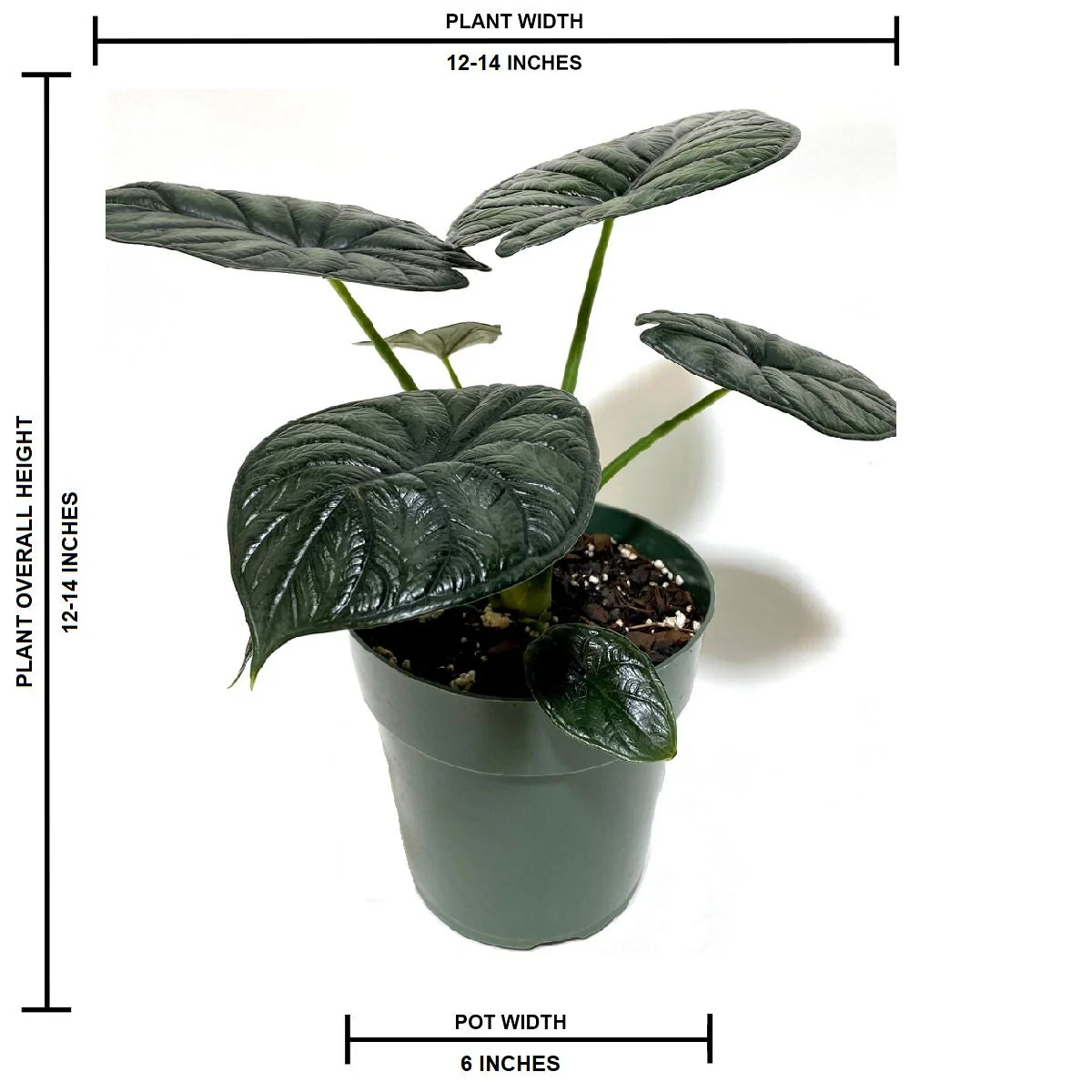 Alocasia Baginda Dragon Scale, Live Indoor plant. - Image 4