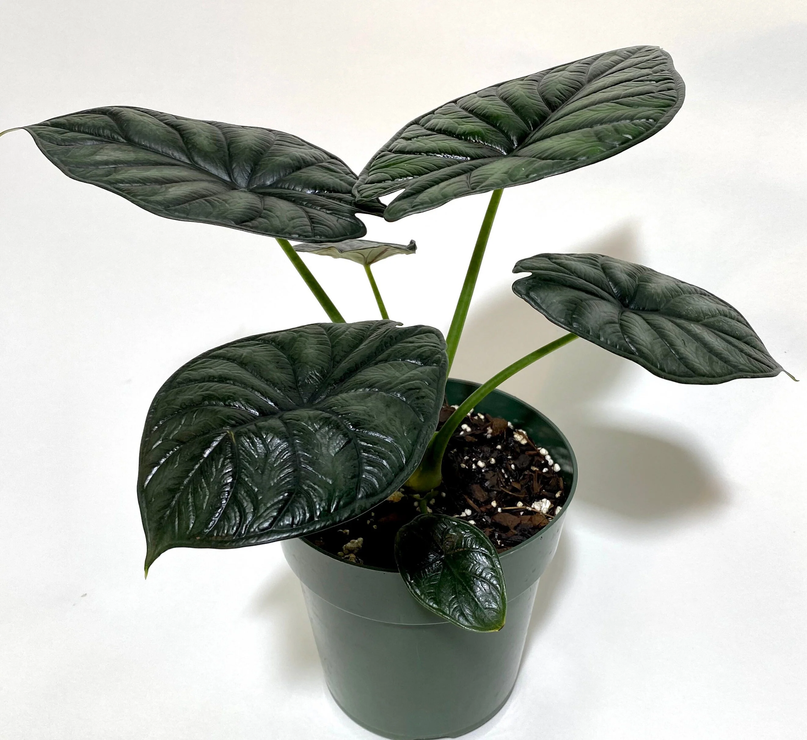 Alocasia Baginda Dragon Scale, Live Indoor plant. - Image 8