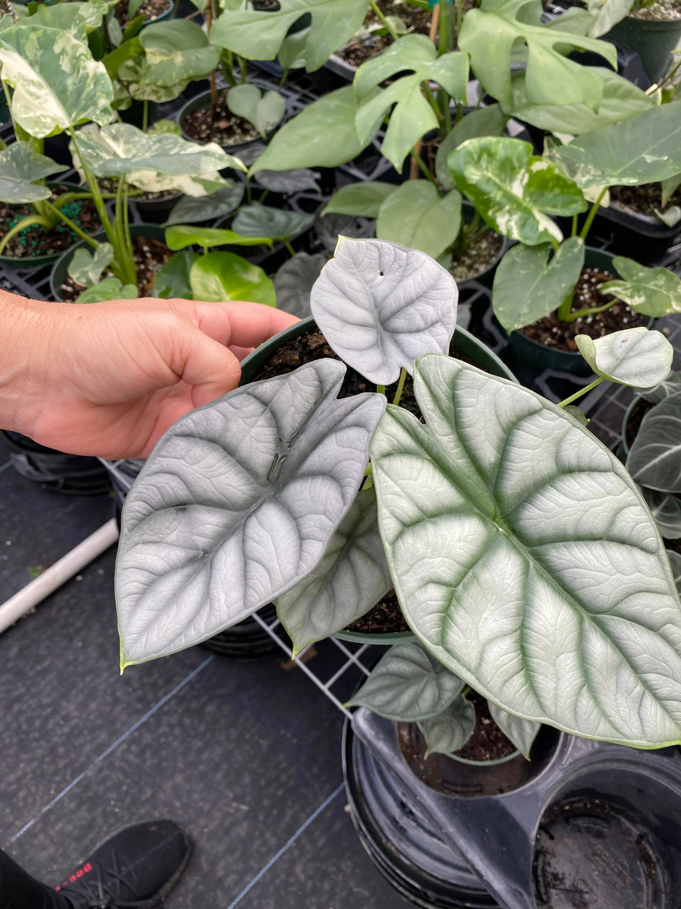 Alocasia Baginda Silver Dragon, Live Indoor Plant. - Image 5