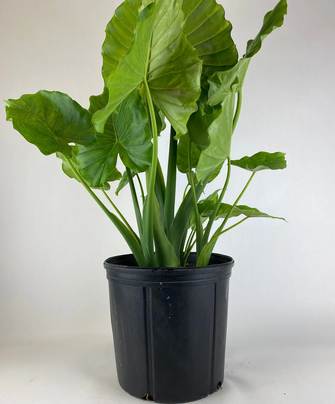 Alocasia California Odora, Elephant Ears - Image 4