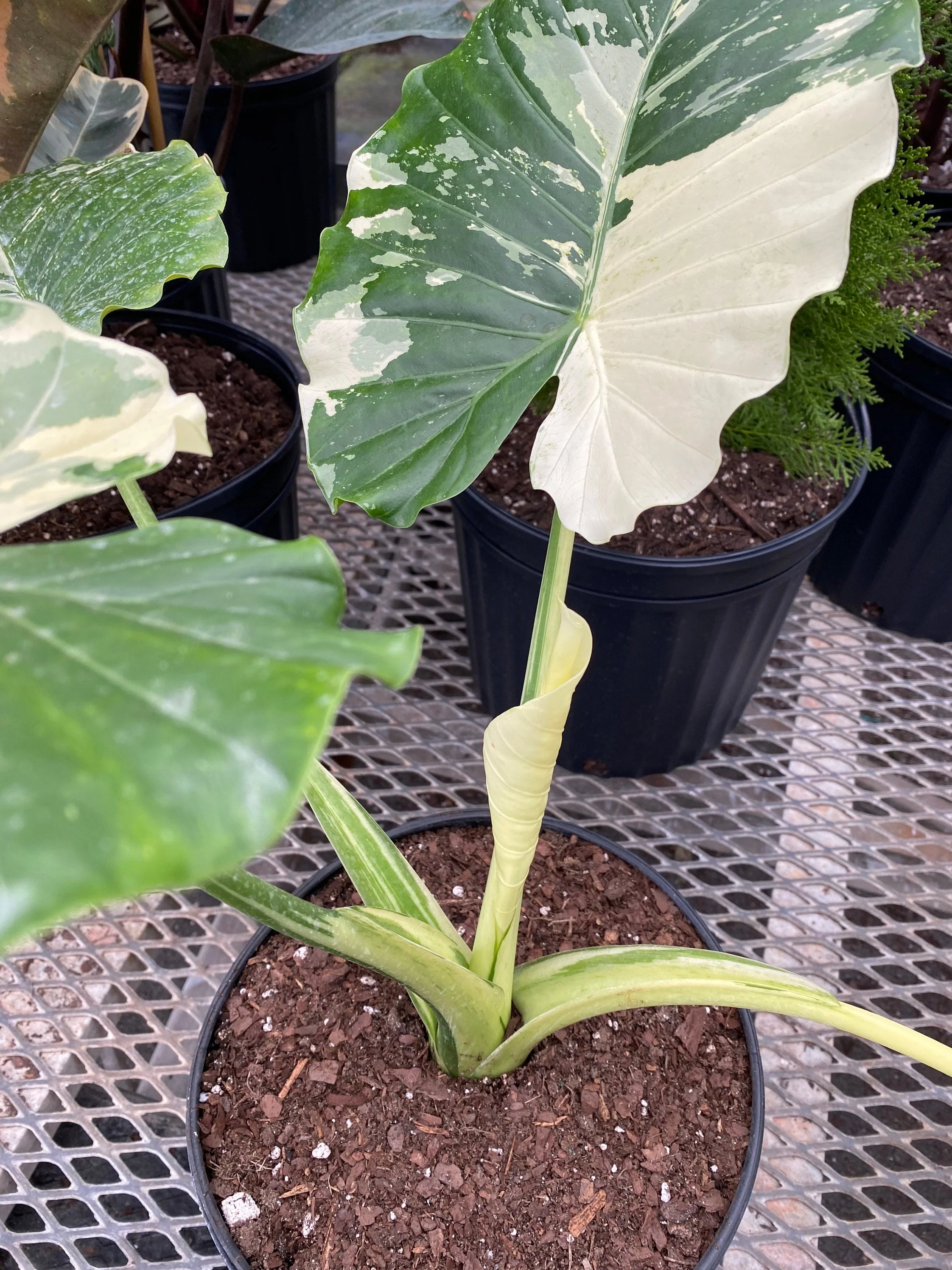 Alocasia Odora Variegata, Collectors Rare and Exotic. - Image 6