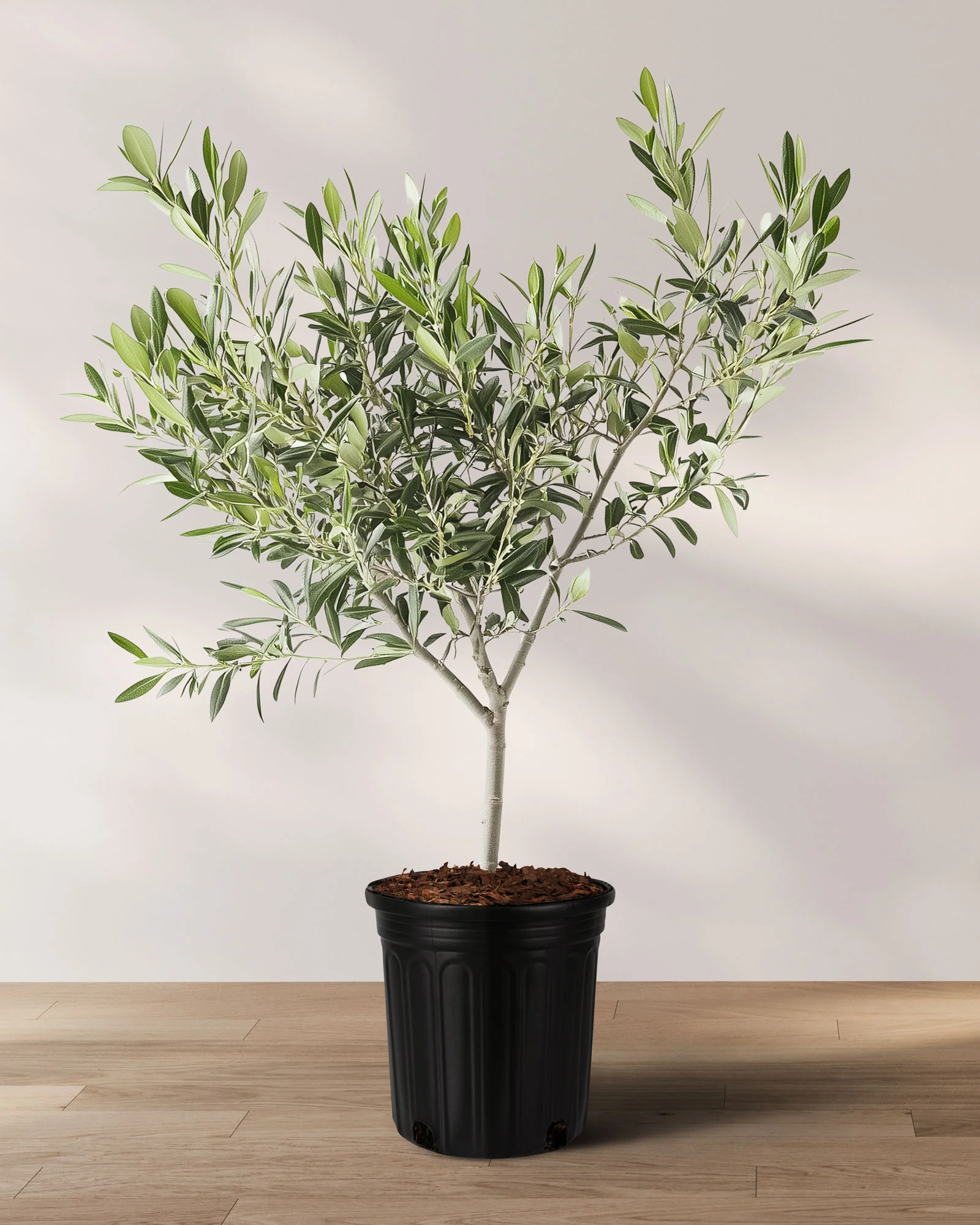 Arbequina Olive Tree Olea Europaea - Image 3