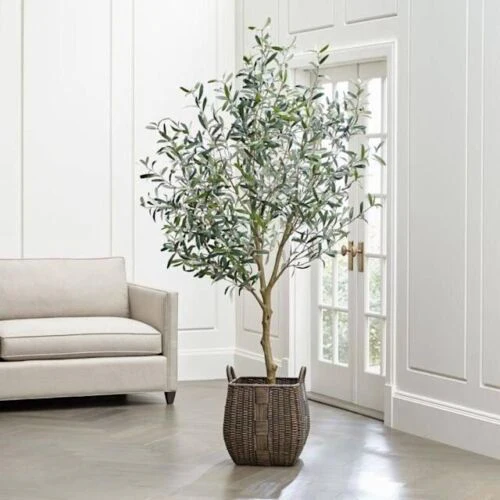Arbequina Olive Tree Olea Europaea - Image 8