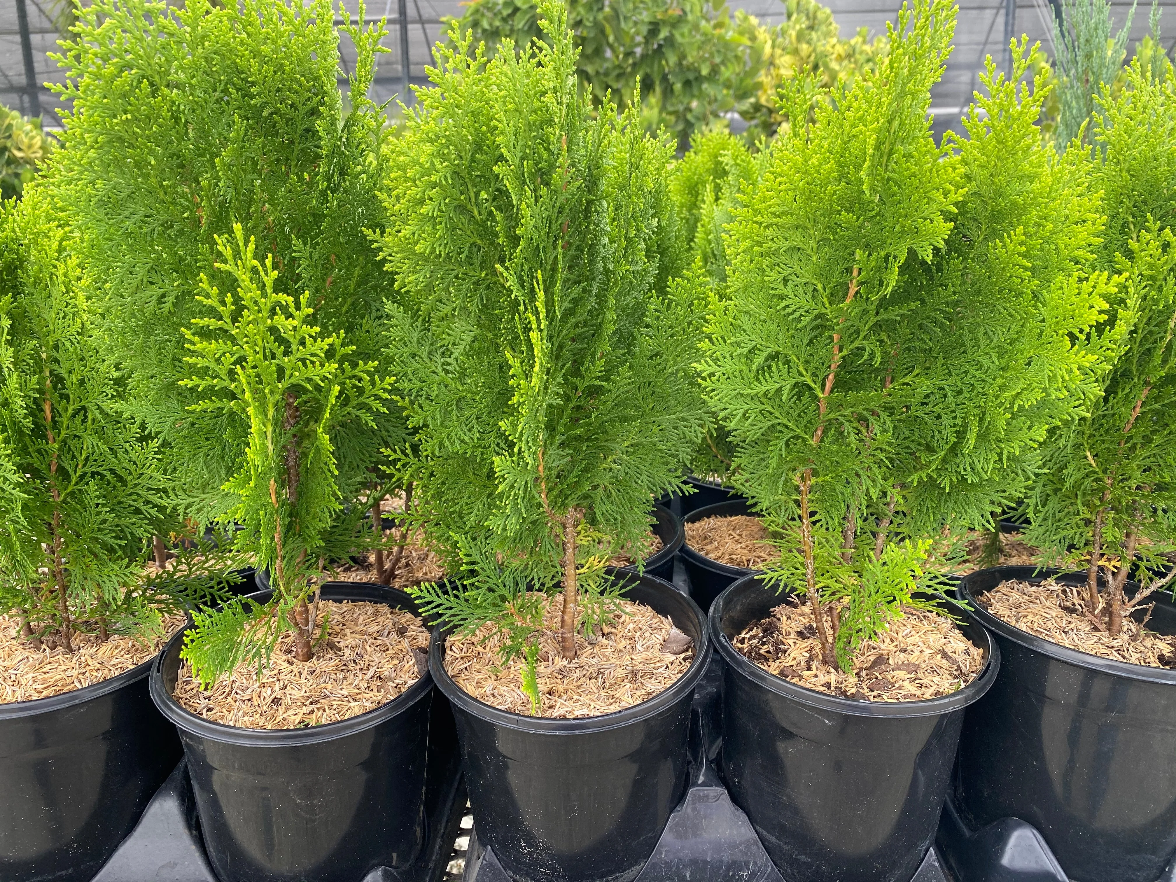 Bercksman Golden Arborvitae - Image 7
