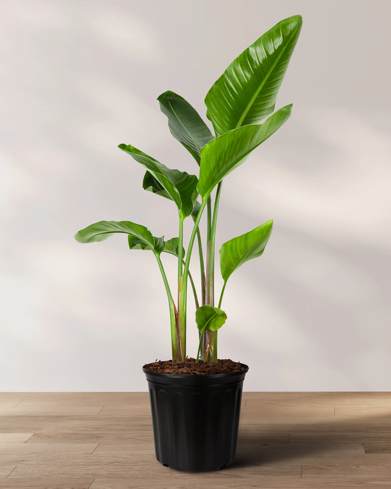 Bird of Paradise White, Strelitzia Nicolai - Image 7