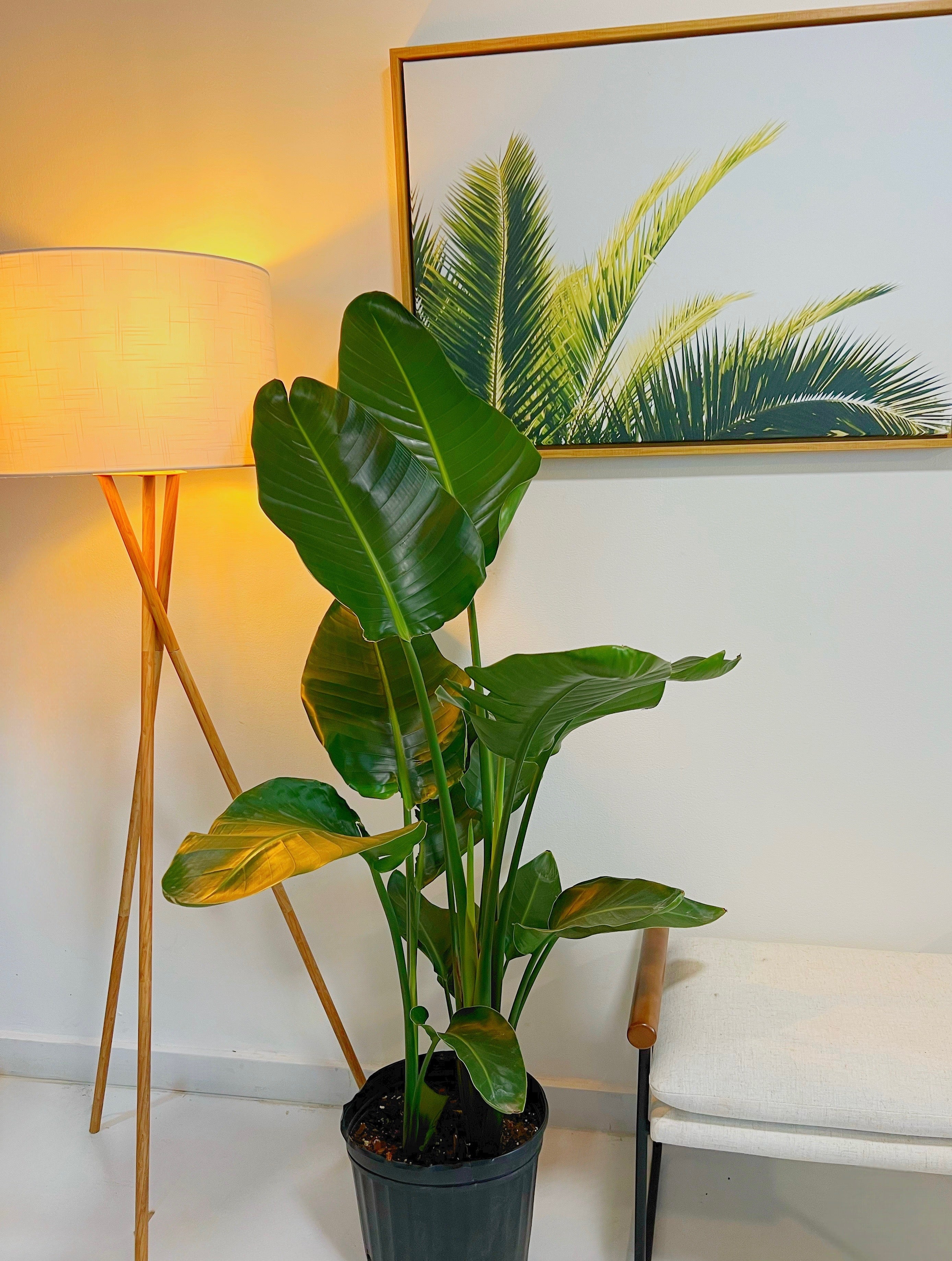 Bird of Paradise White, Strelitzia Nicolai - Image 9