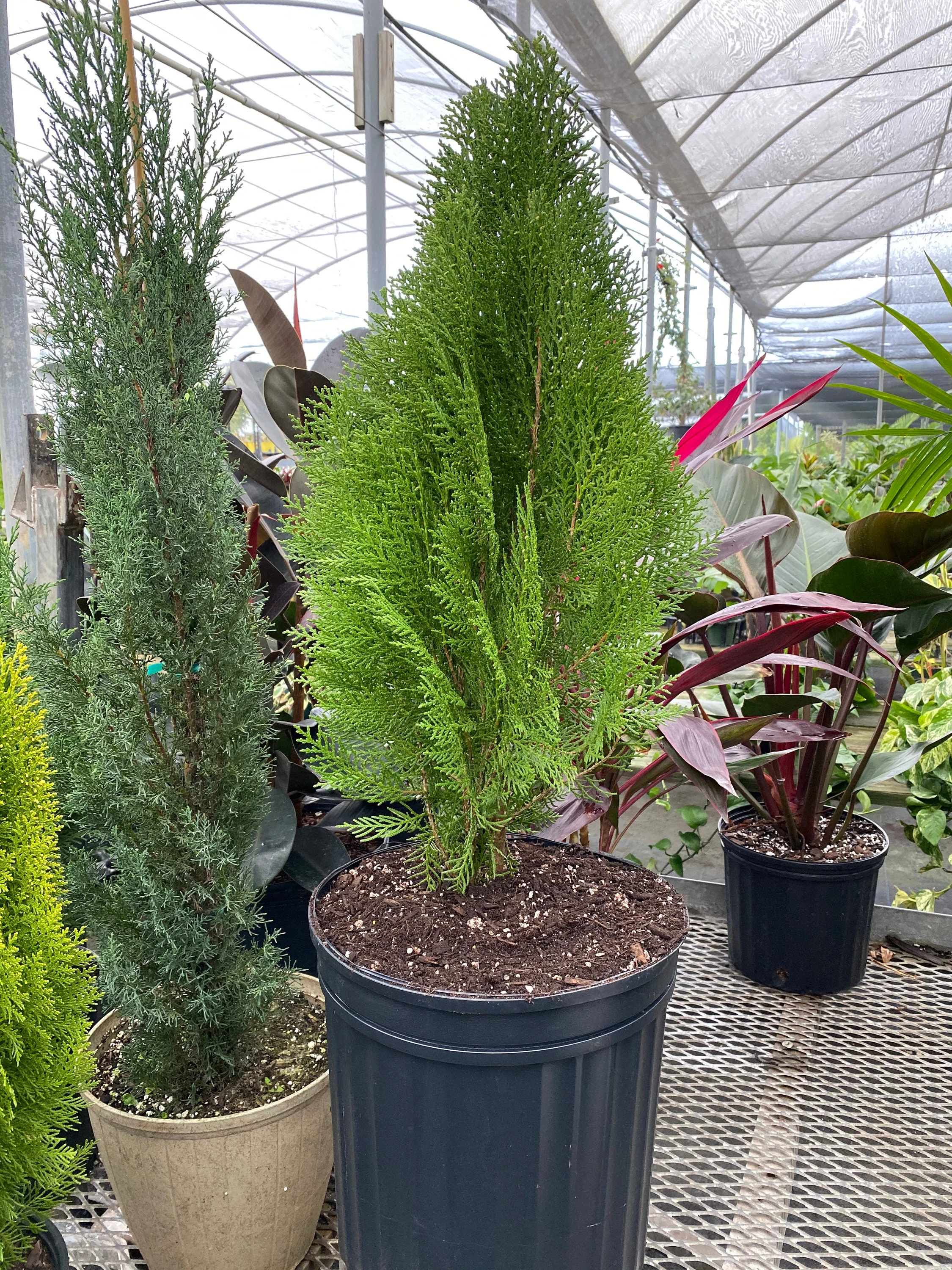 Blue Cone Arborvitae Thuja Orientalis Cypress - Image 3