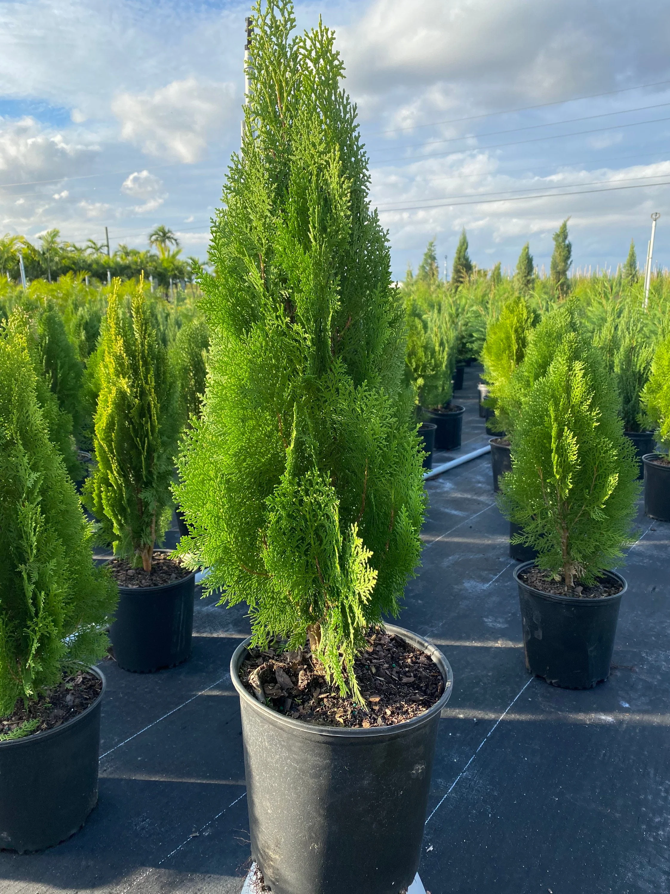 Blue Cone Arborvitae Thuja Orientalis Cypress - Image 5