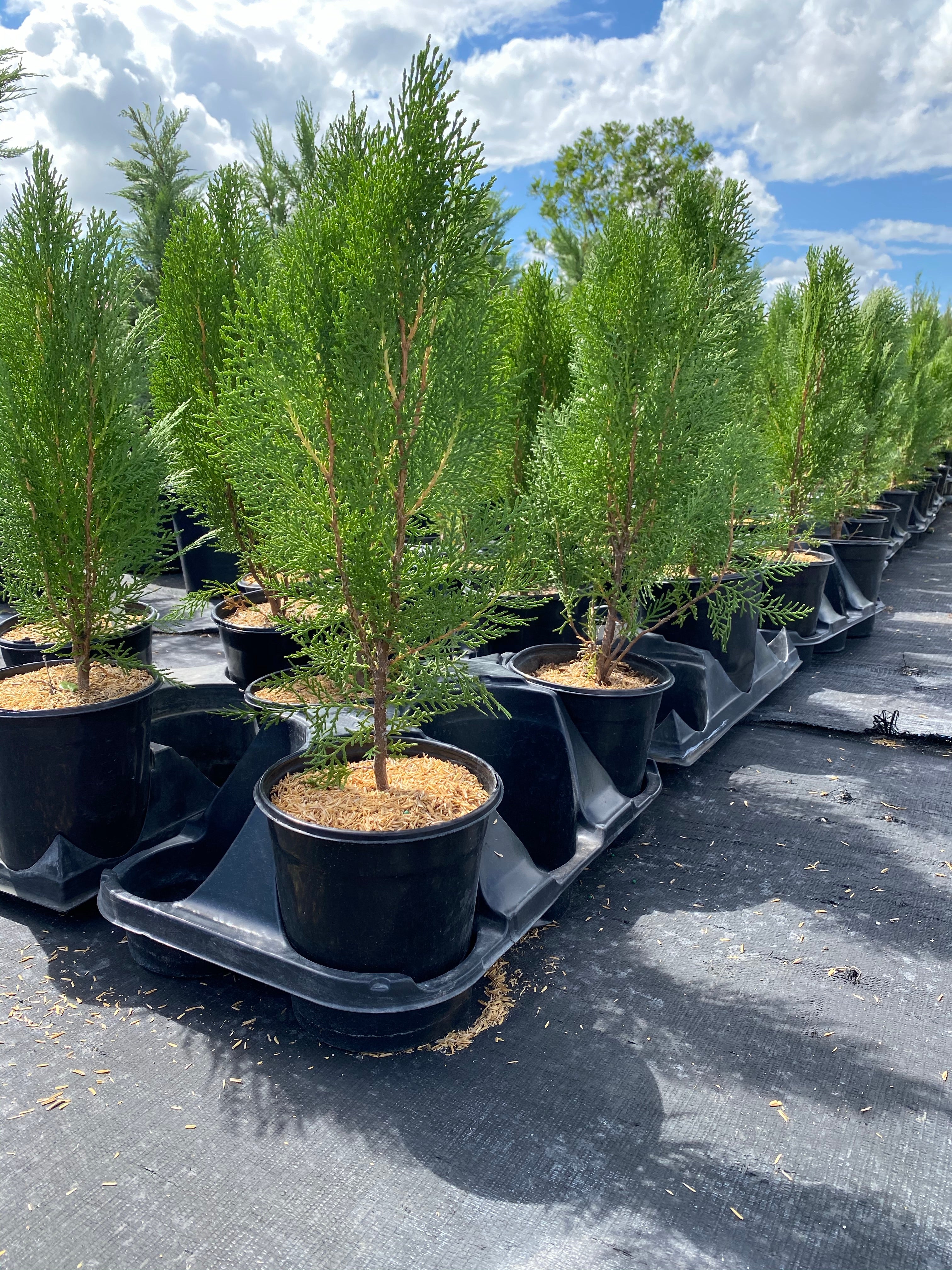 Blue Cone Arborvitae Thuja Orientalis Cypress - Image 9