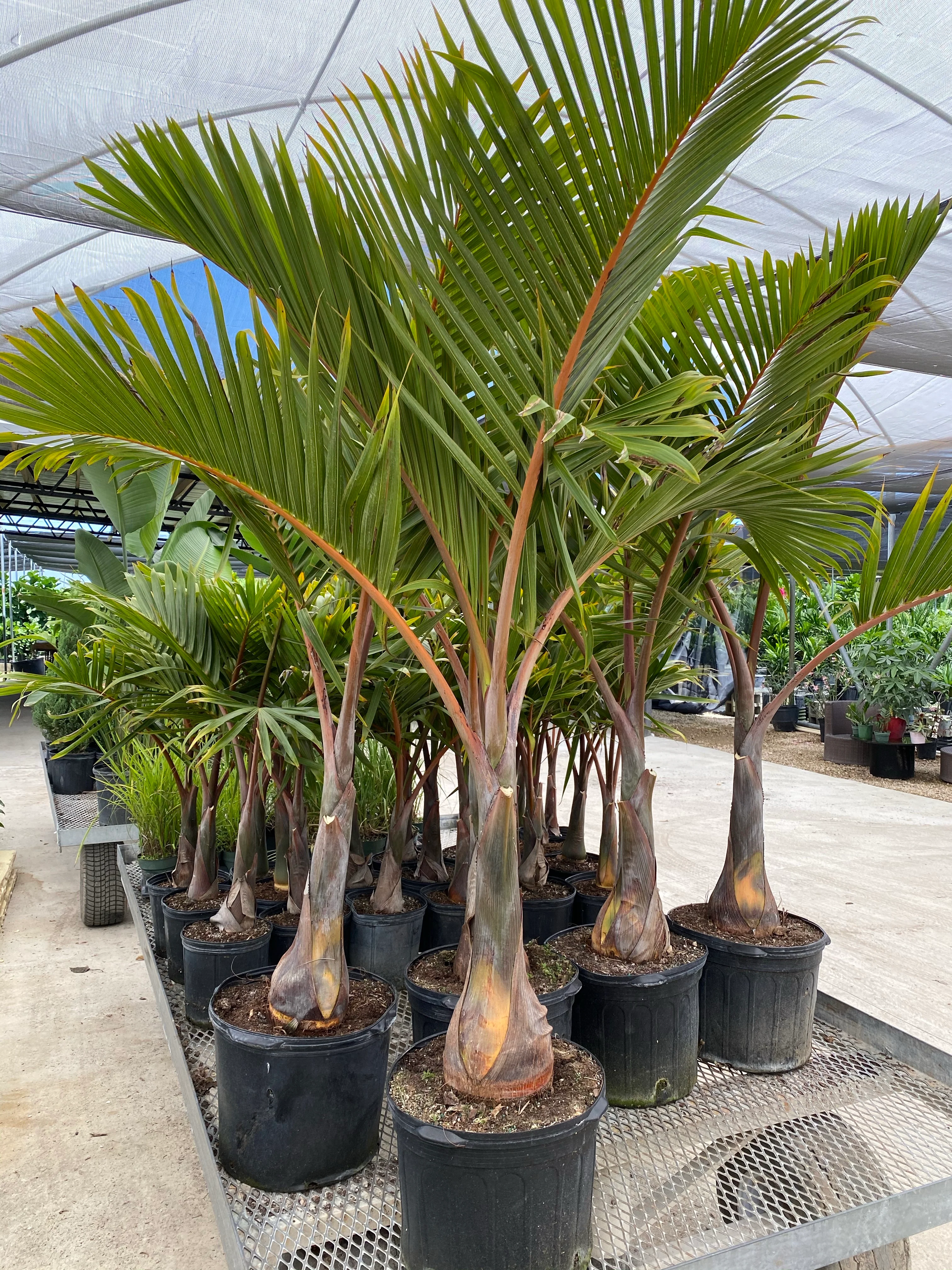 Bottle Palm, Hyophorbe lagenicaulis - Image 6