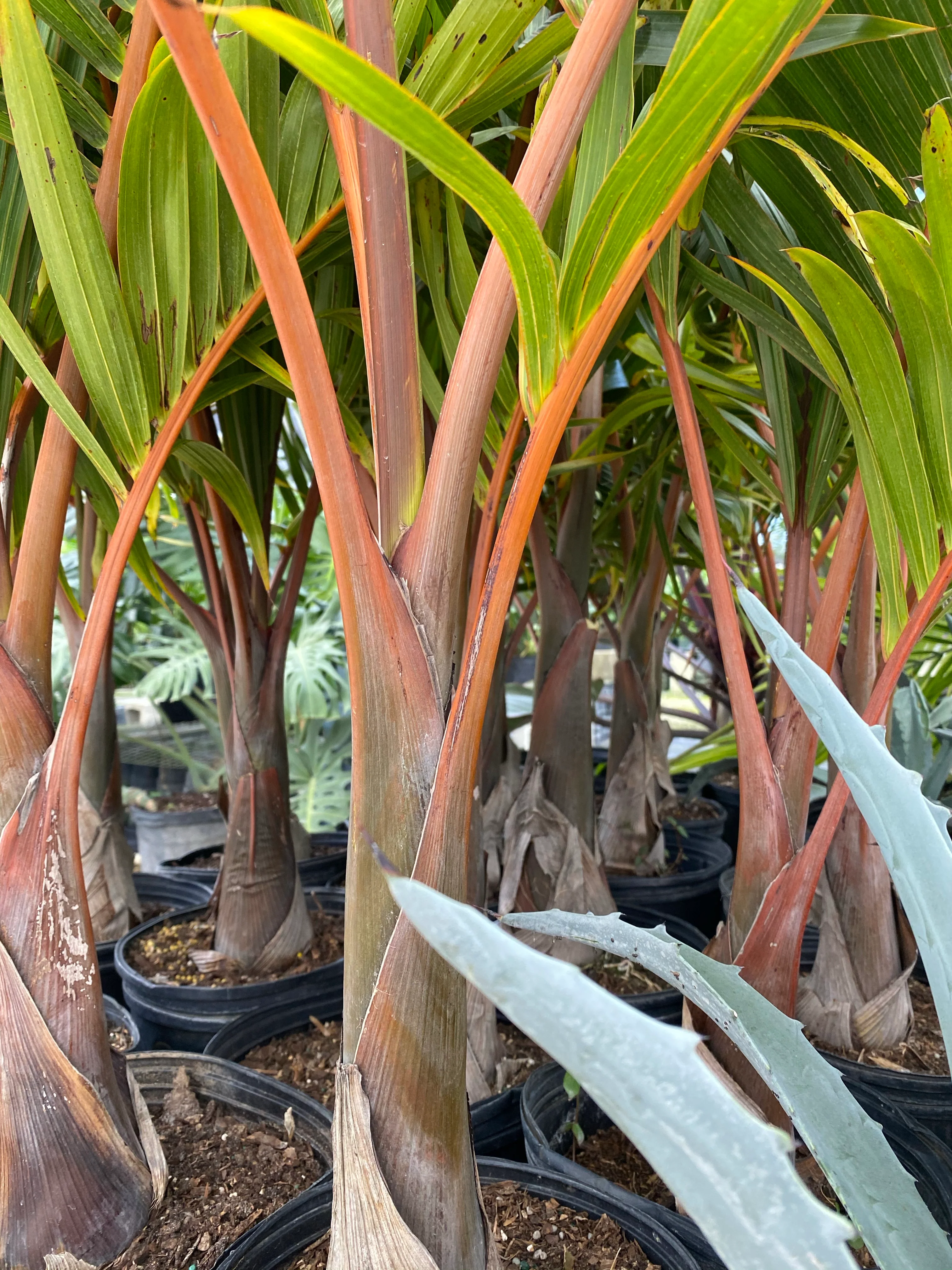 Bottle Palm, Hyophorbe lagenicaulis - Image 7