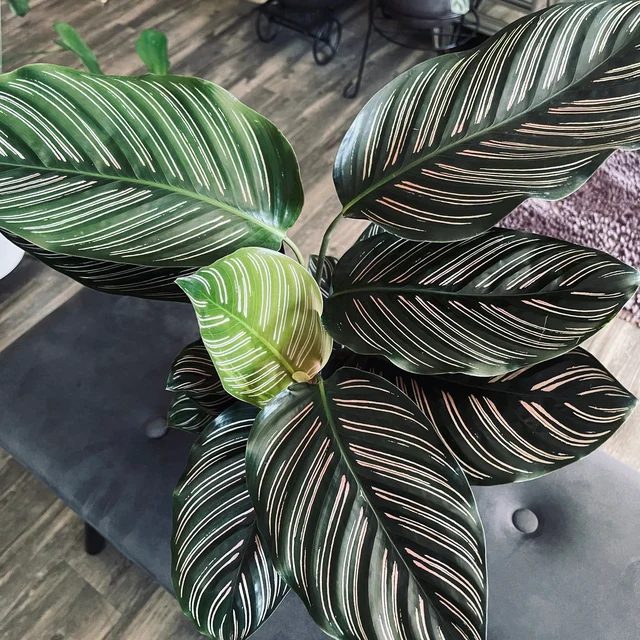 Calathea Pink Stripes Ornata Prayer Plants - Image 6