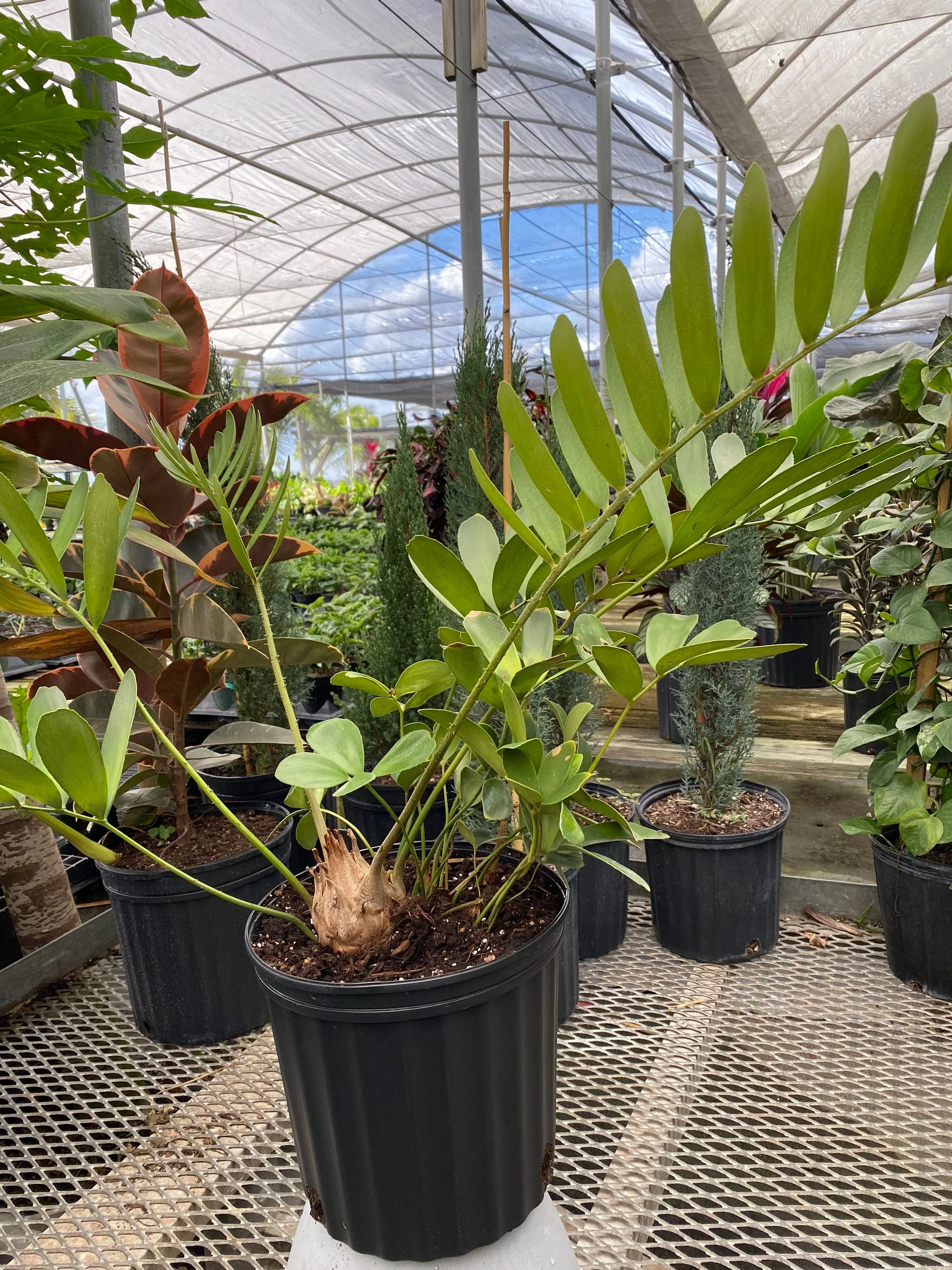 Cardboard Palm Tree, Zamia Furfuracea Cycad - Image 6