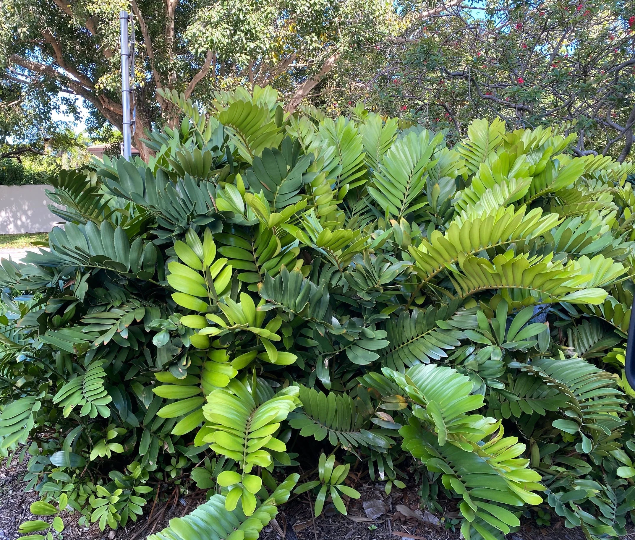 Cardboard Palm Tree, Zamia Furfuracea Cycad - Image 8