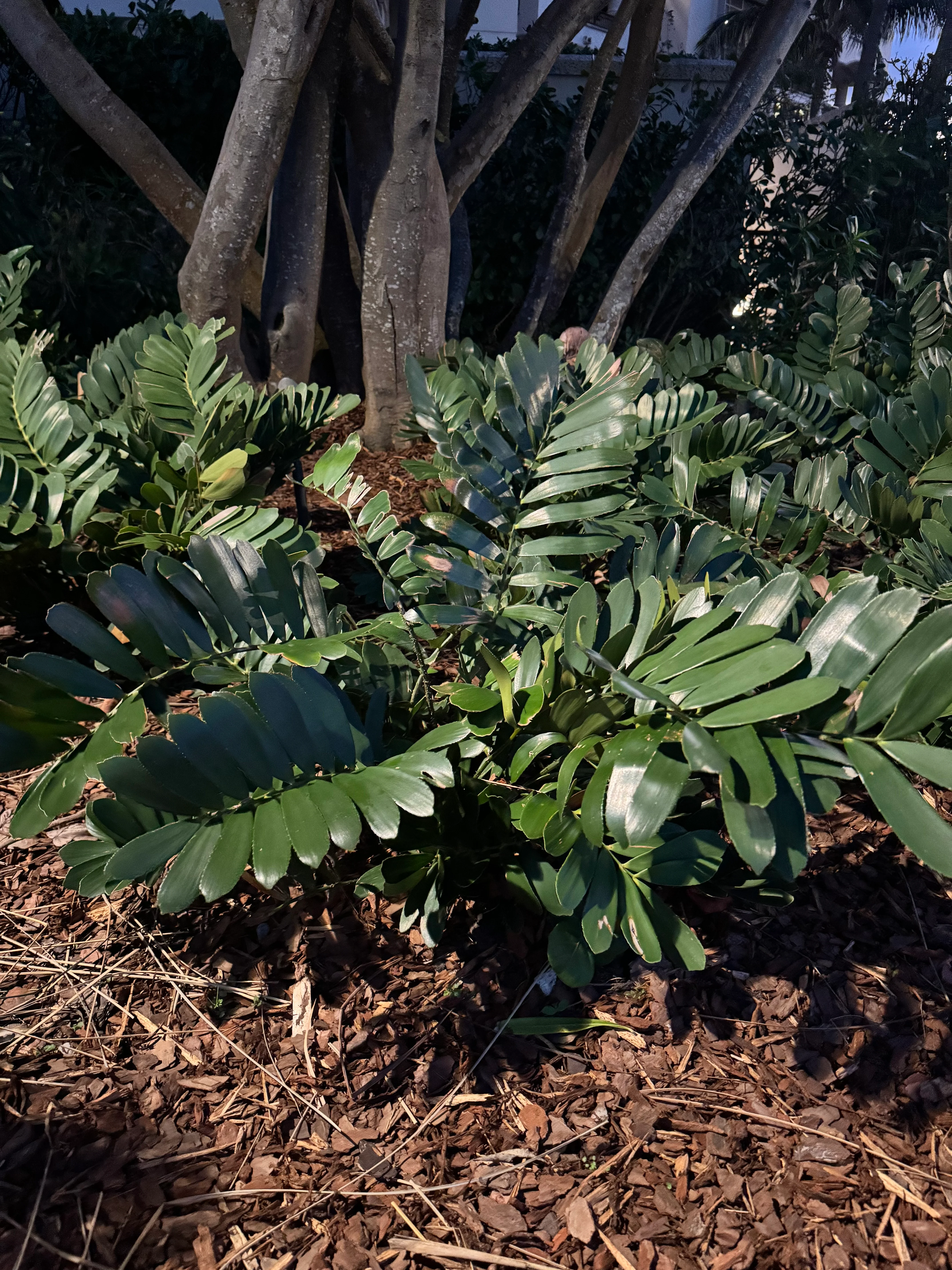Cardboard Palm Tree, Zamia Furfuracea Cycad - Image 9