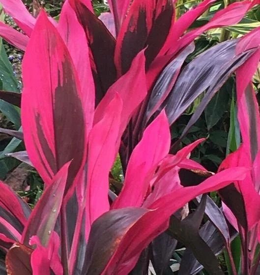 Cordyline Red Sister, Terminalis Ti Plants - Image 4