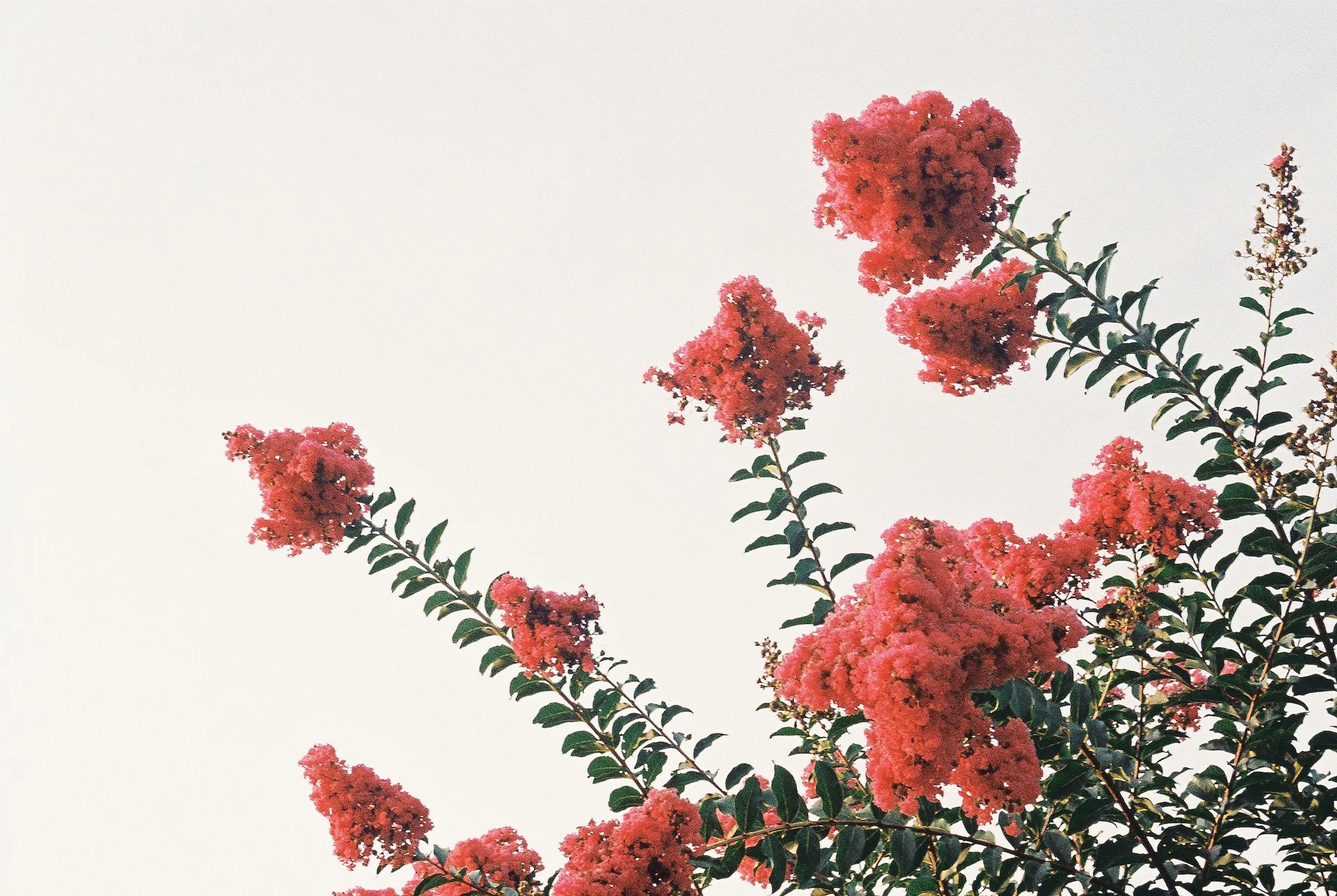 Crape Myrtle Dynamite Tree Red - Image 4