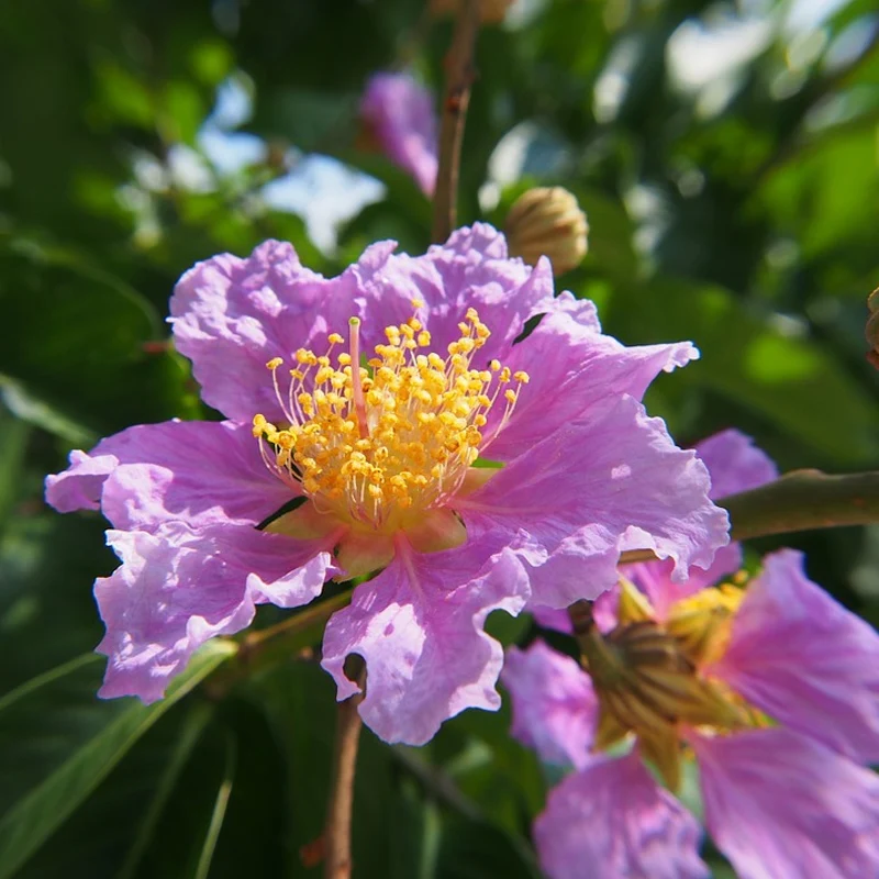 Crape Myrtle Muskogee Tree Purple - Image 4