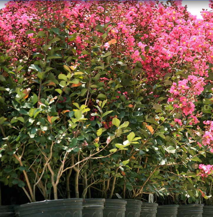 Crape Myrtle Tuscarora Tree Bright Pink - Image 3