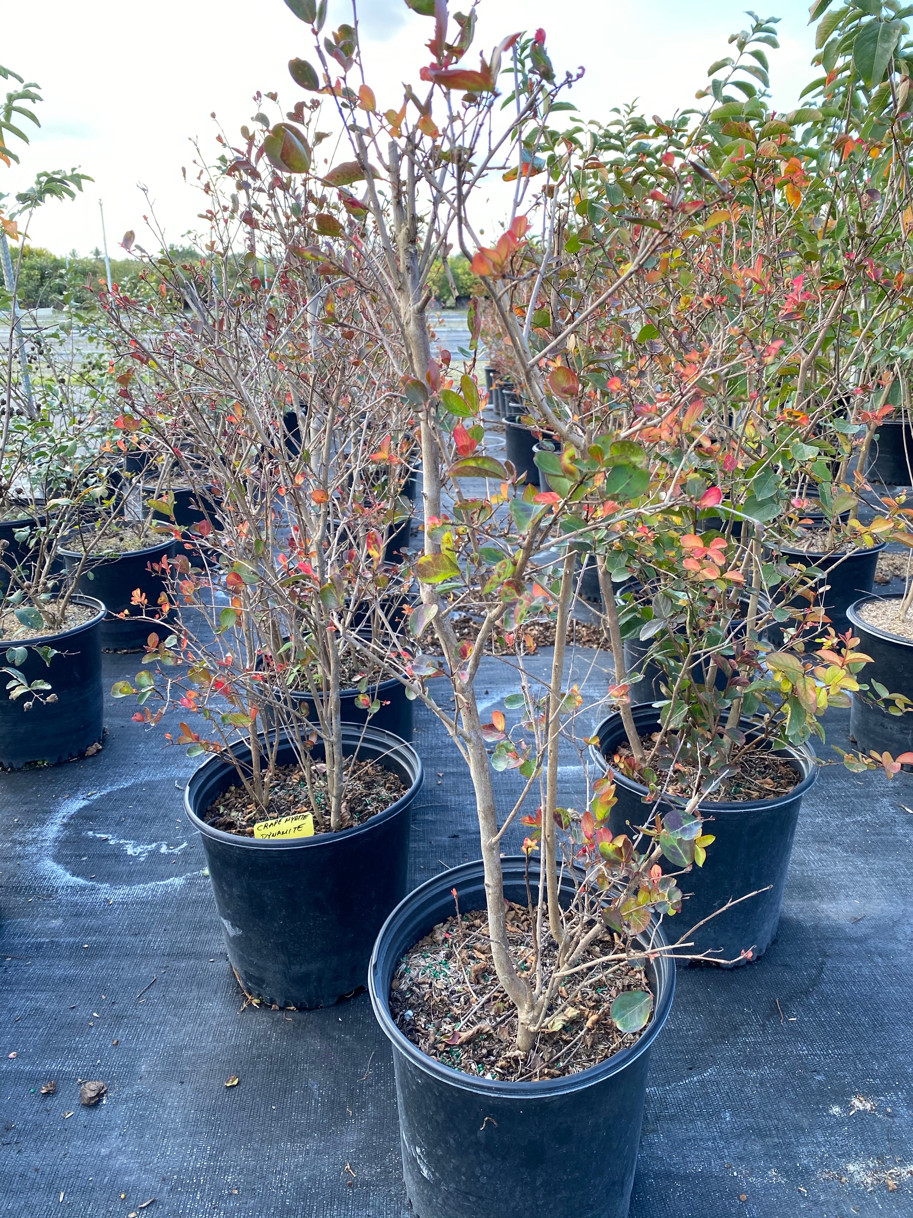 Crape Myrtle Tuscarora Tree Bright Pink - Image 5