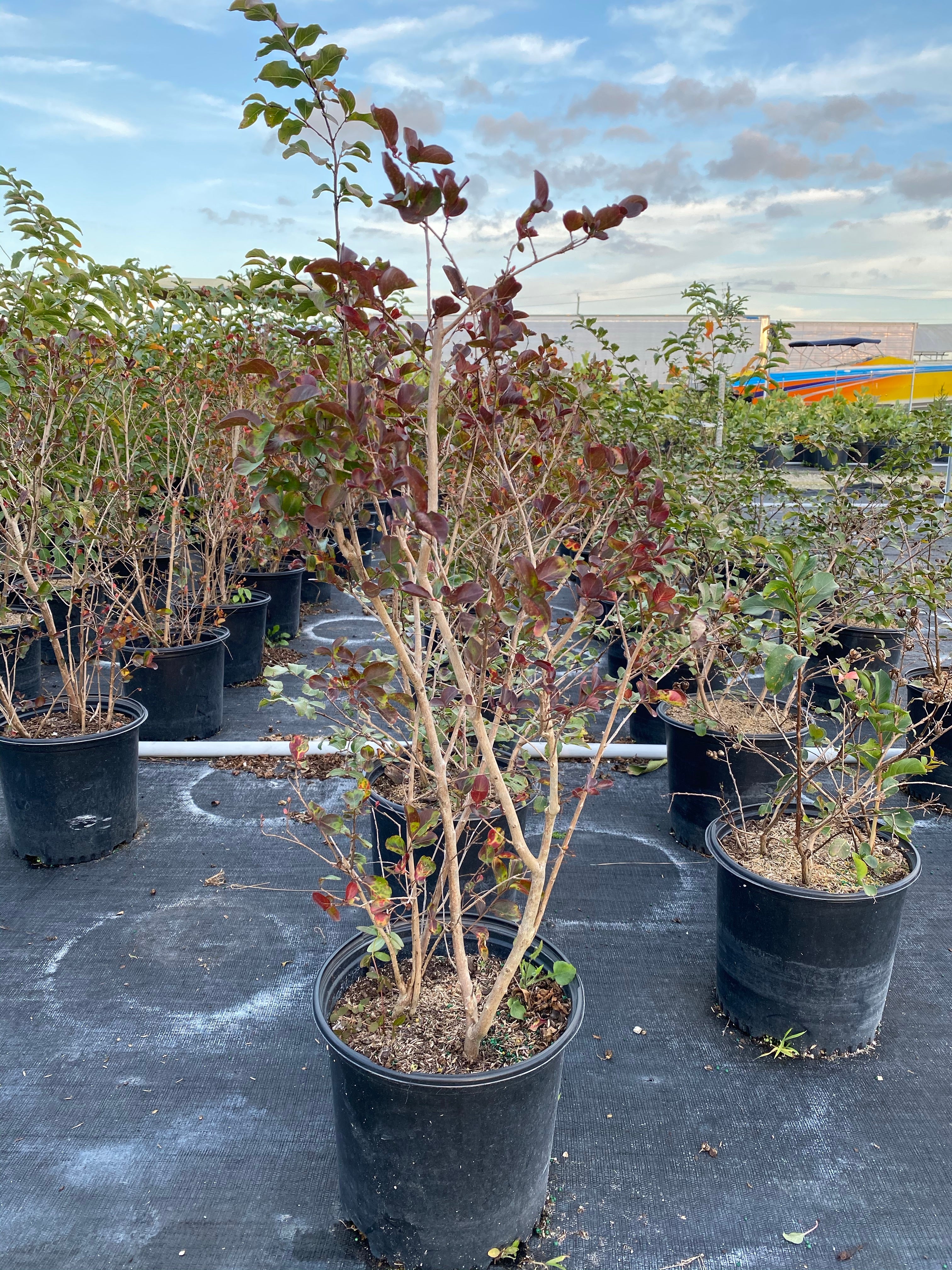 Crape Myrtle Tuscarora Tree Bright Pink - Image 4