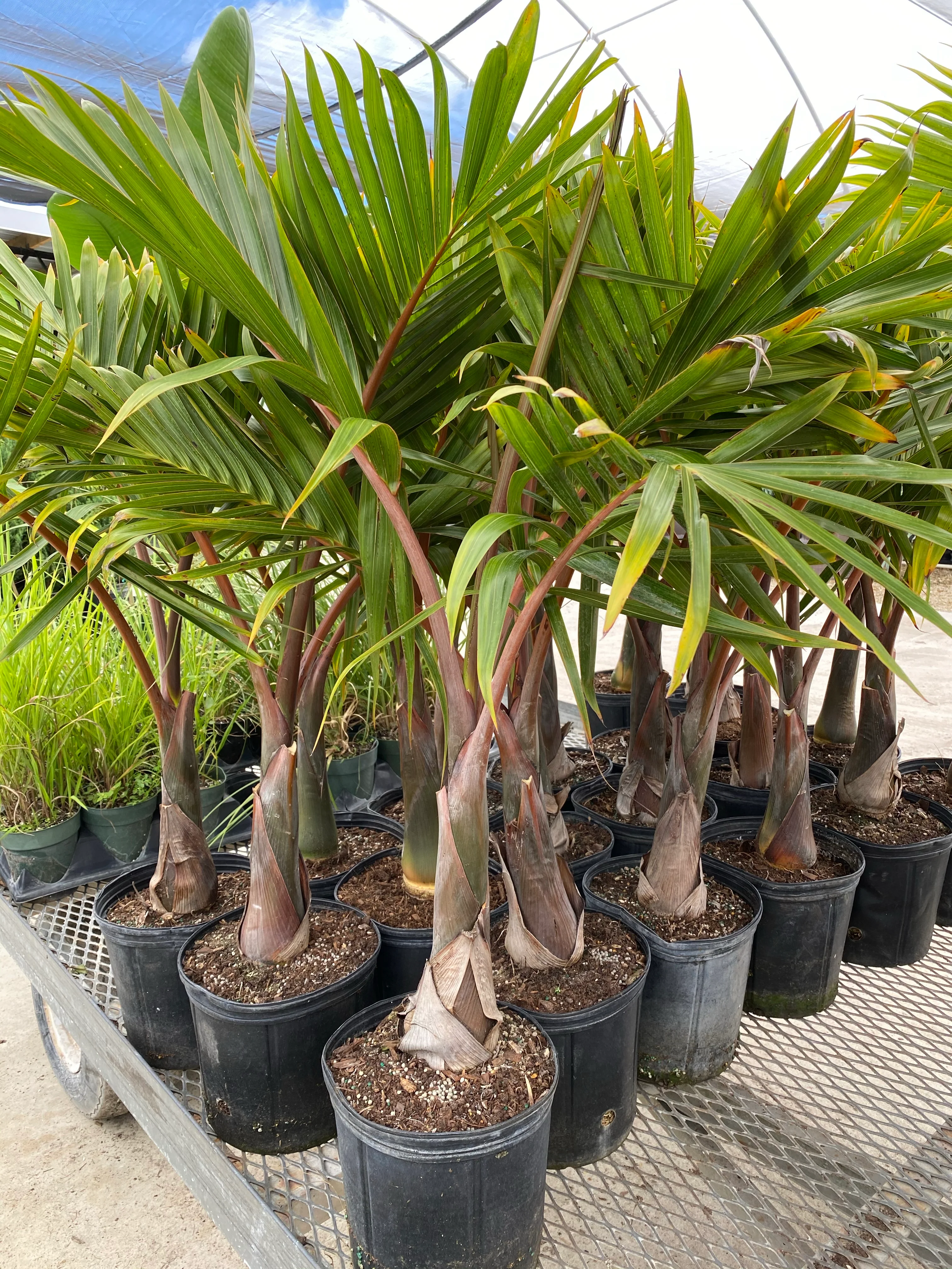 Cuban Bottle Palm, Colpothrinax wrightii, Palma Barrigona - Image 5