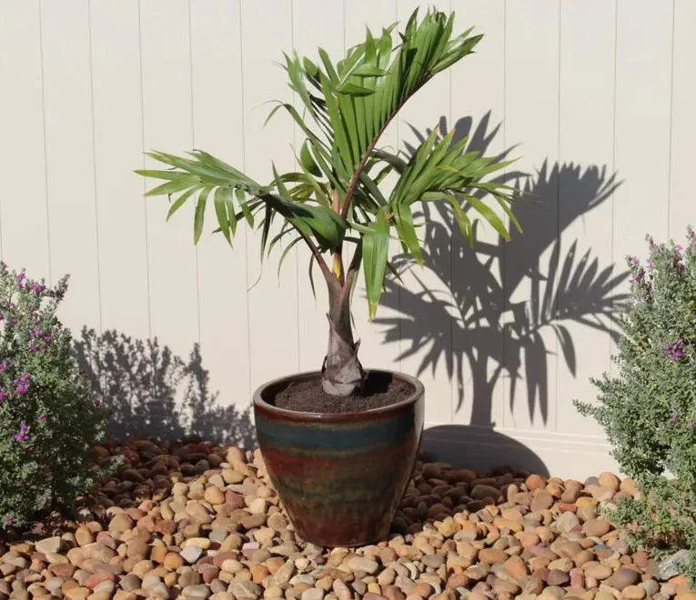 Cuban Bottle Palm, Colpothrinax wrightii, Palma Barrigona - Image 7