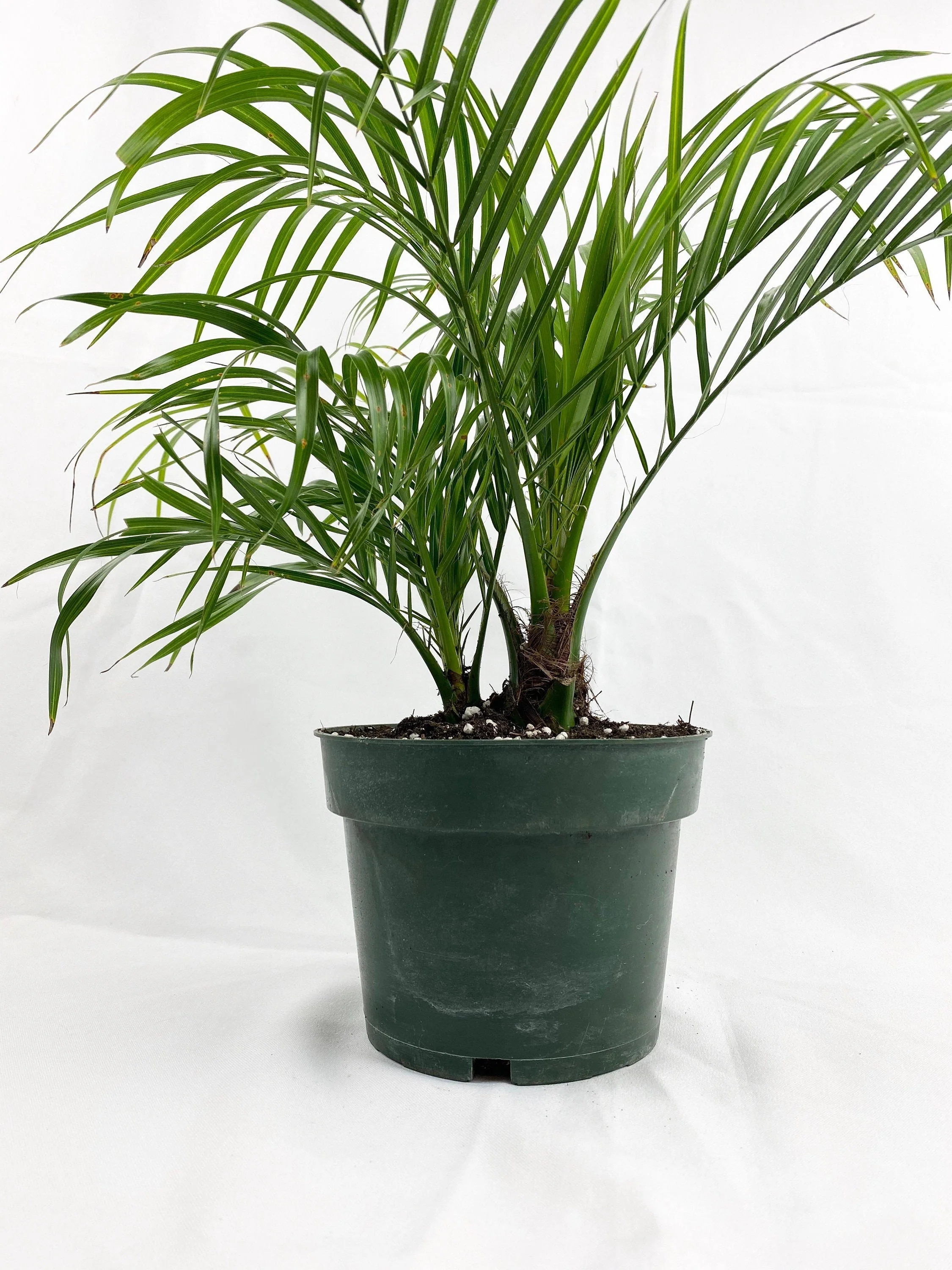 Date Palm Tree, Phoenix Roebelinii Pygmy Tropical Palm - Image 4