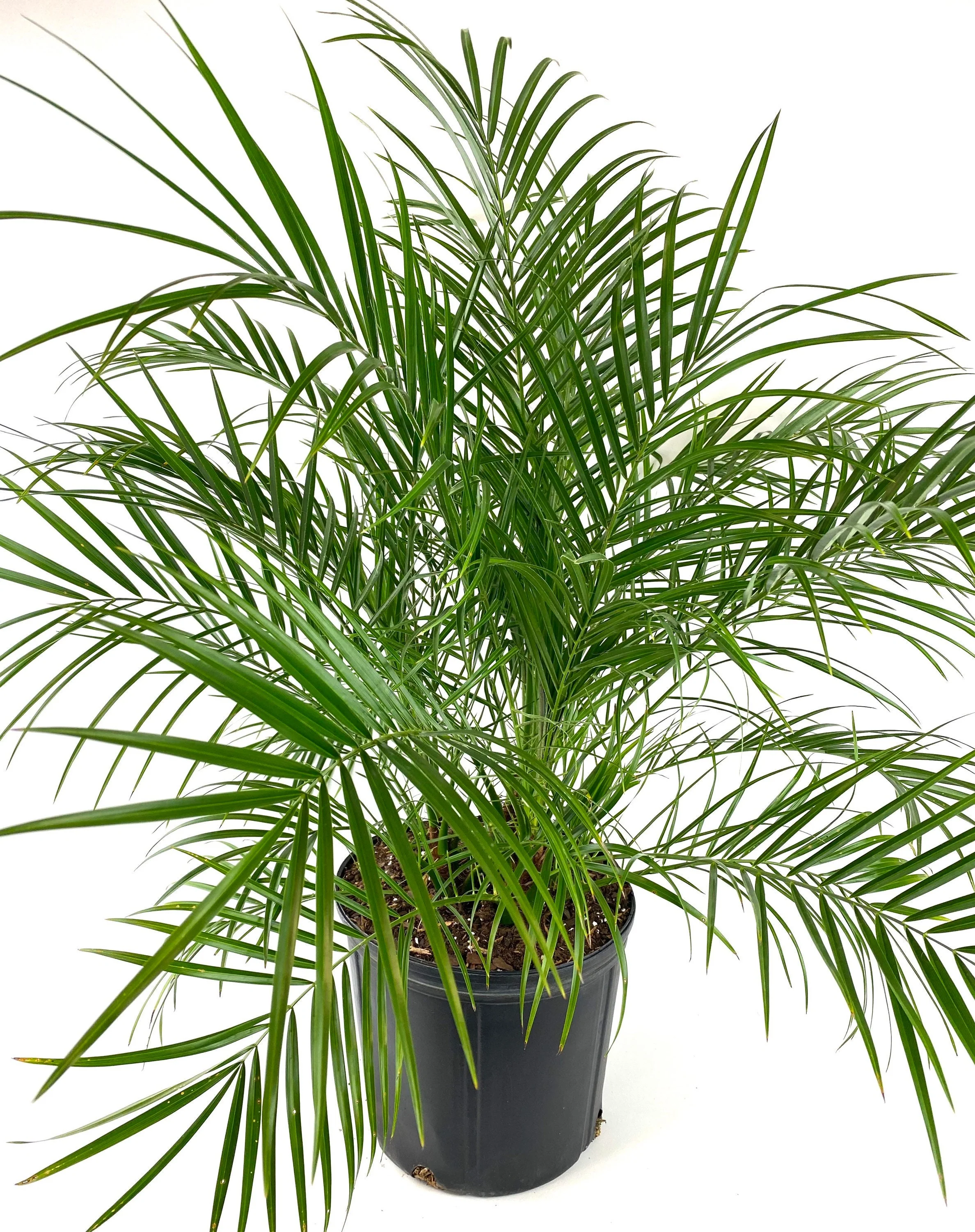 Date Palm Tree, Phoenix Roebelinii Pygmy Tropical Palm - Image 5