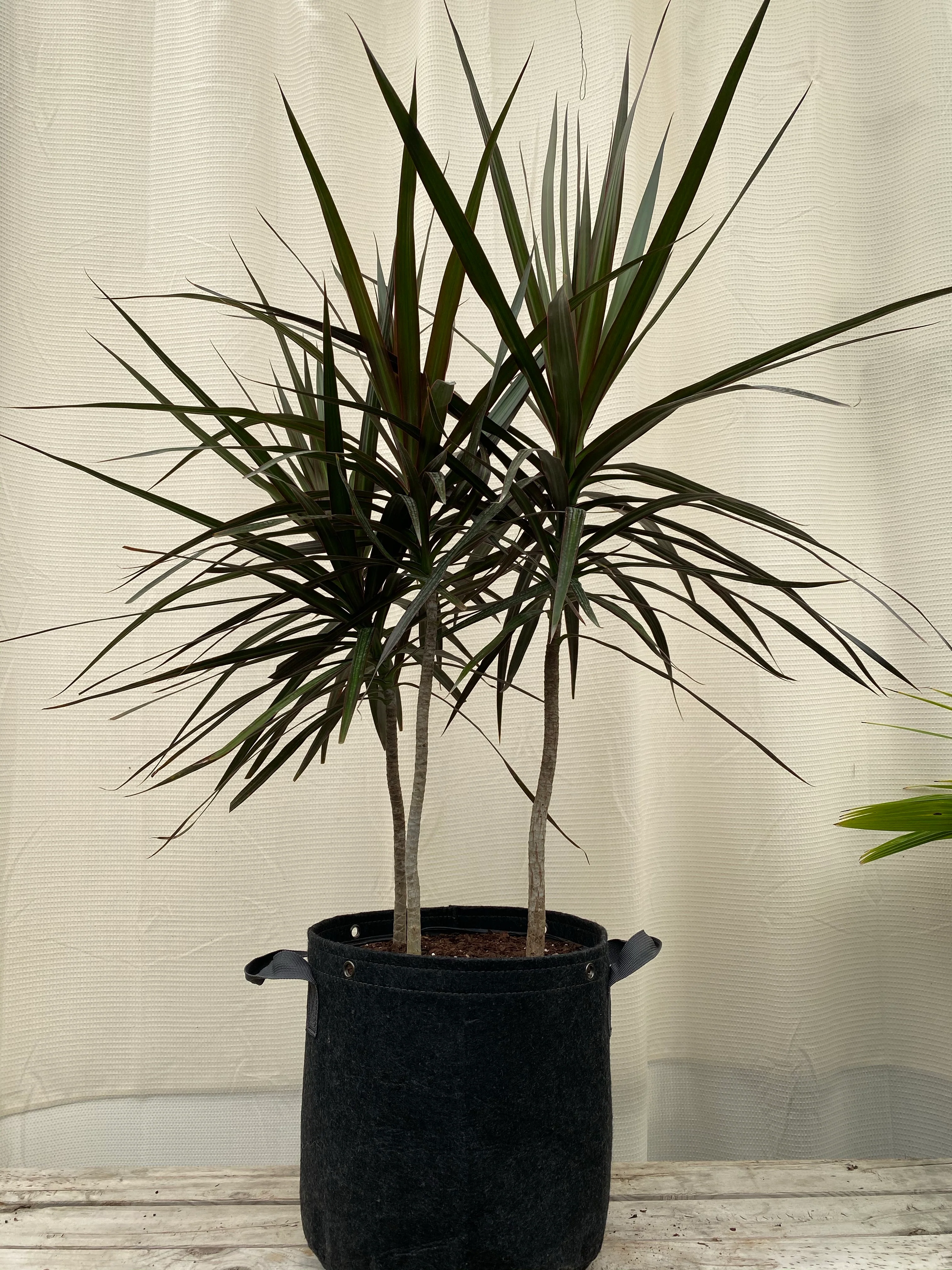 Dracaena Dragon Tree, Magenta Tree Form - Image 5