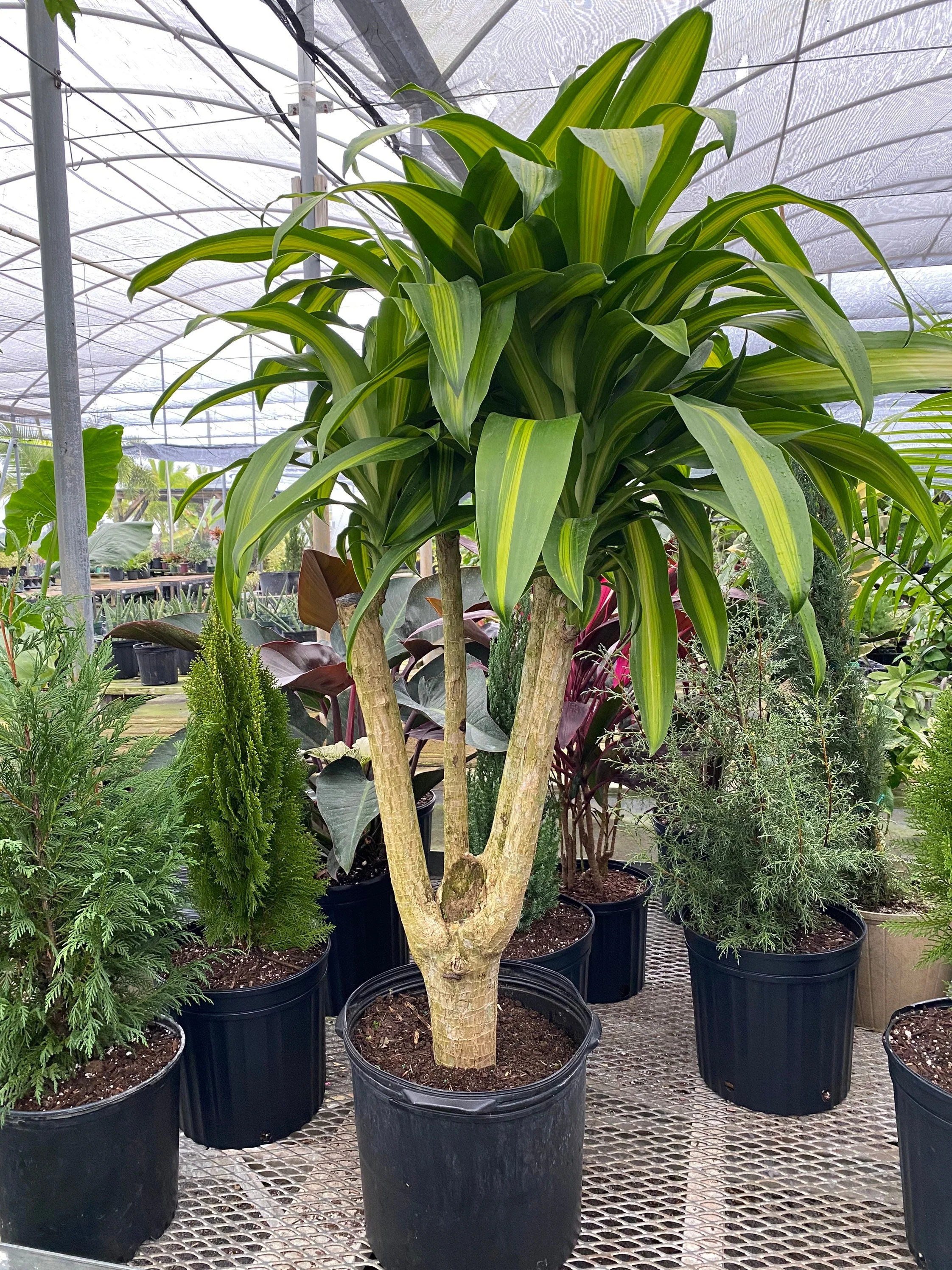 Dracaena Massangeana Mass Cane Stump Form, Corn Plant - Image 4