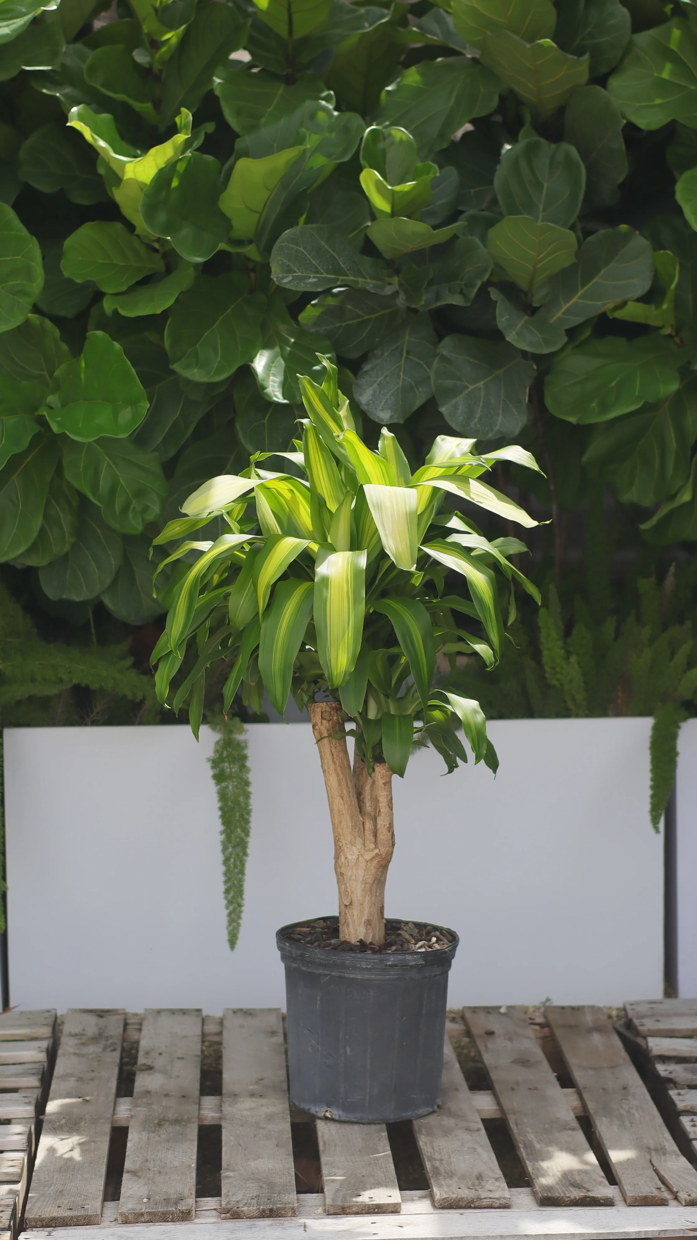 Dracaena Massangeana Mass Cane Stump Form, Corn Plant - Image 9