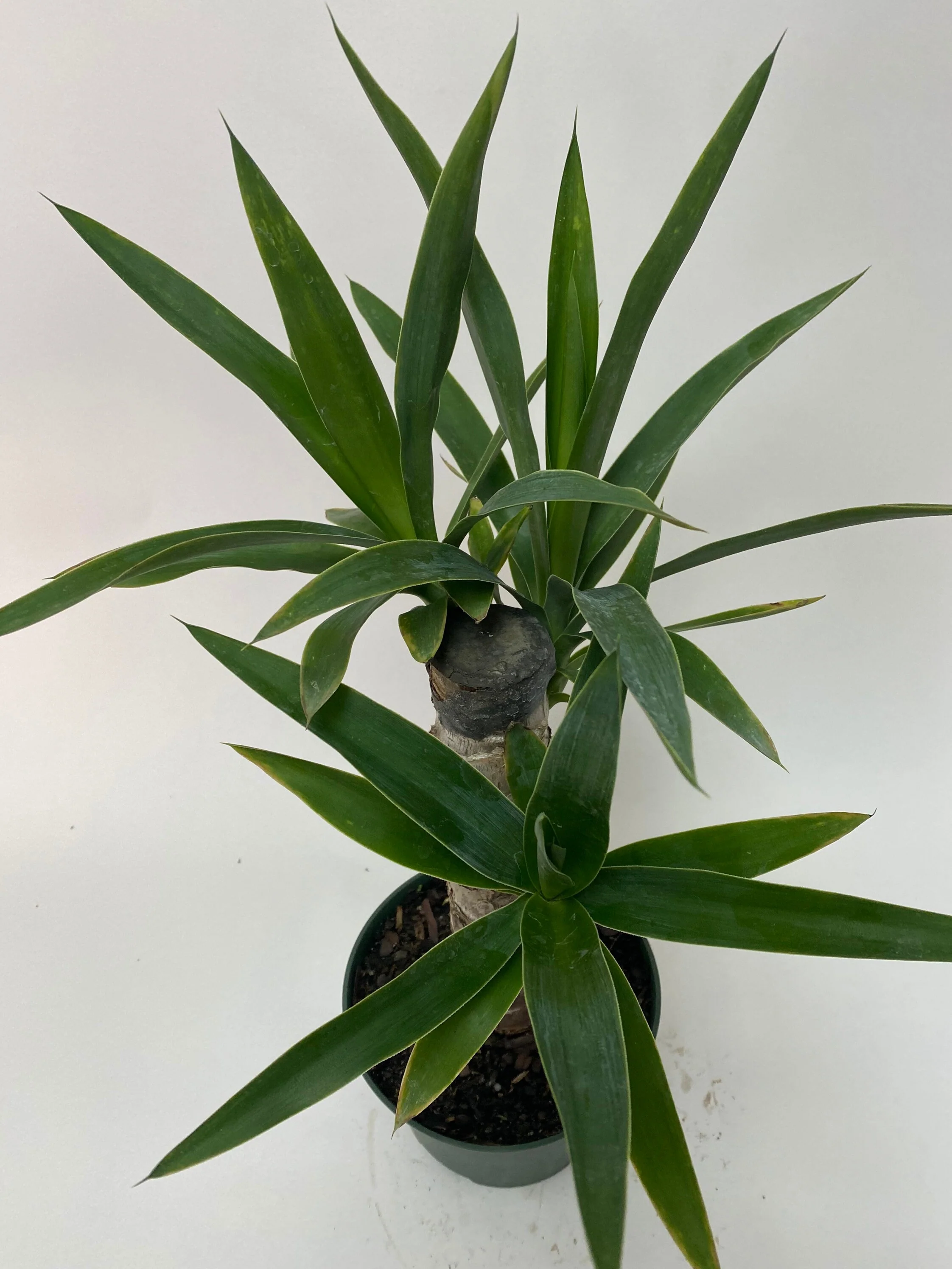 Dracaena Yucca Cane, Single Stem - Image 5
