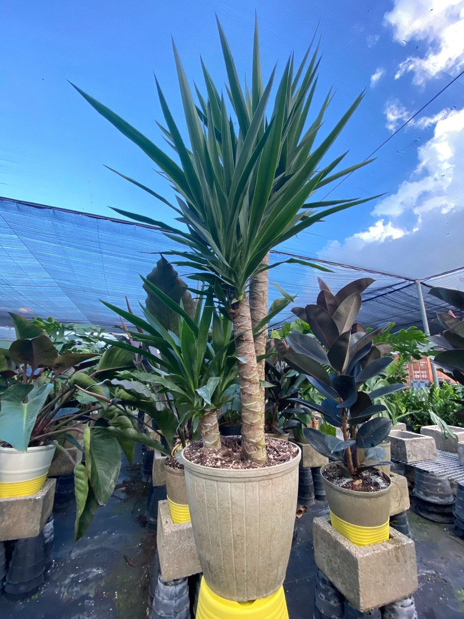 Dracaena Yucca Cane, Yucca Gigantea 2 Stem Staggered - Image 4
