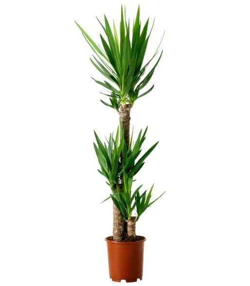 Dracaena Yucca Cane, Yucca Gigantea 3 Stem Staggered - Image 3