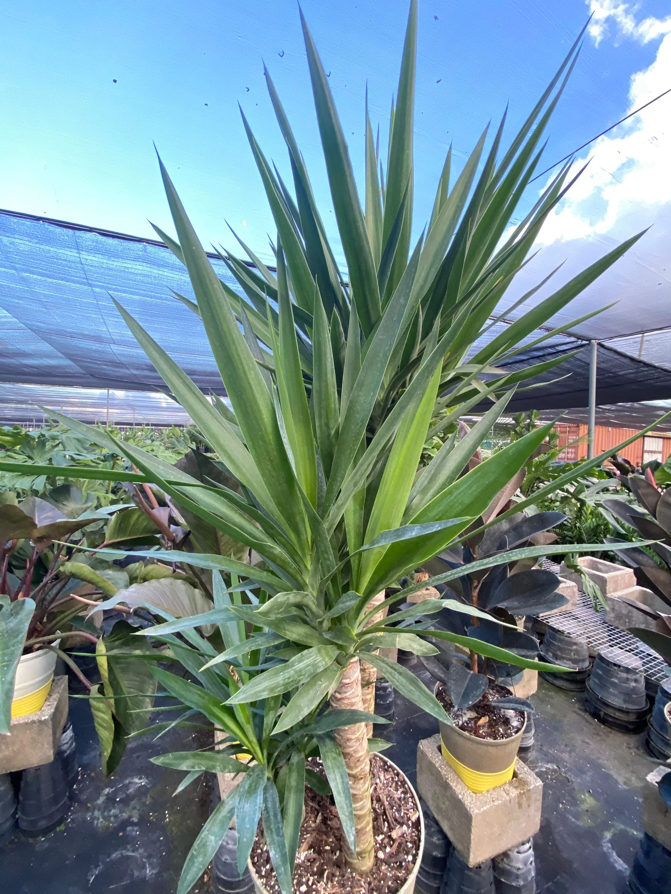 Dracaena Yucca Cane, Yucca Gigantea 3 Stem Staggered - Image 5