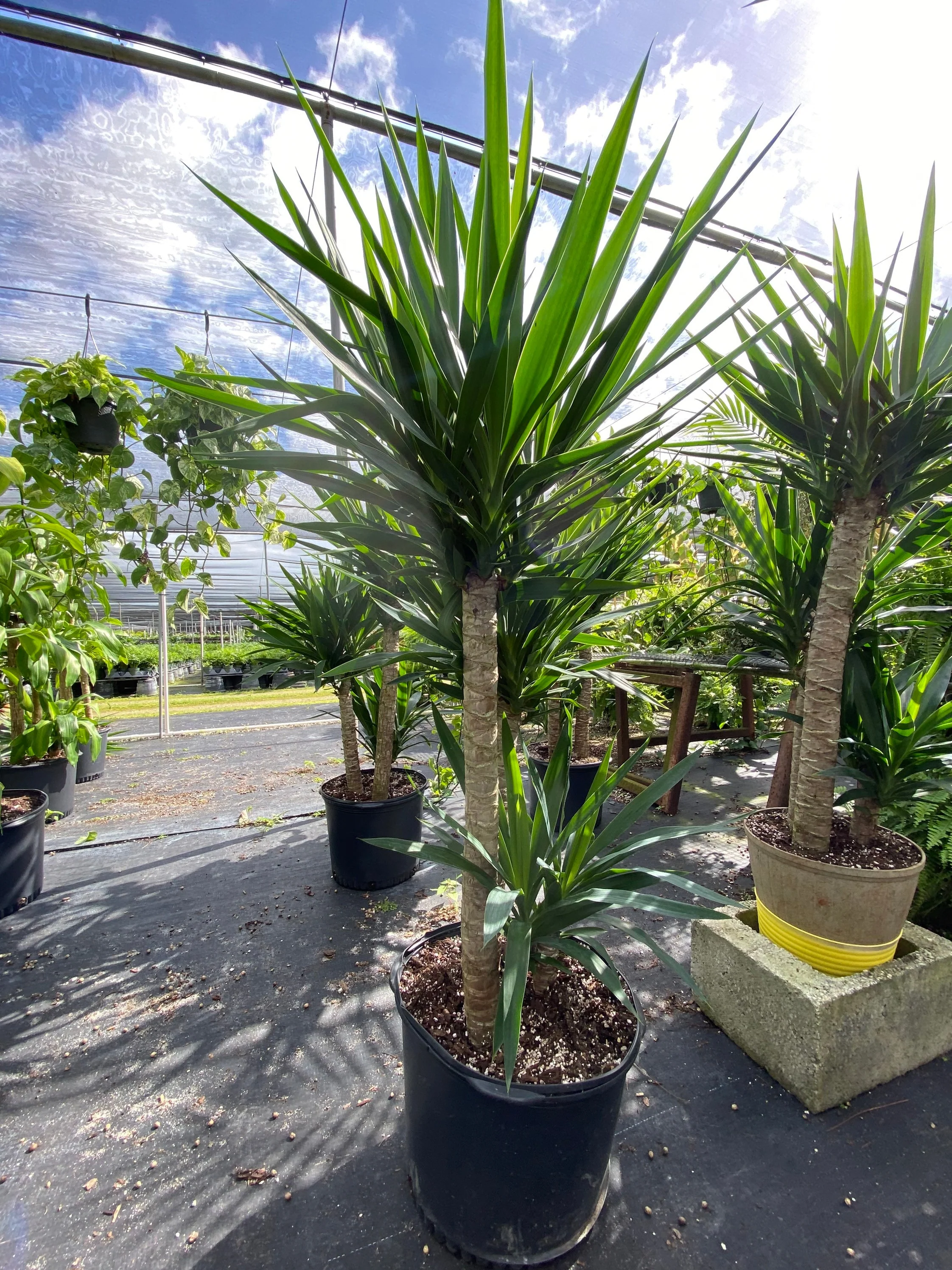 Dracaena Yucca Cane, Yucca Gigantea 3 Stem Staggered - Image 6