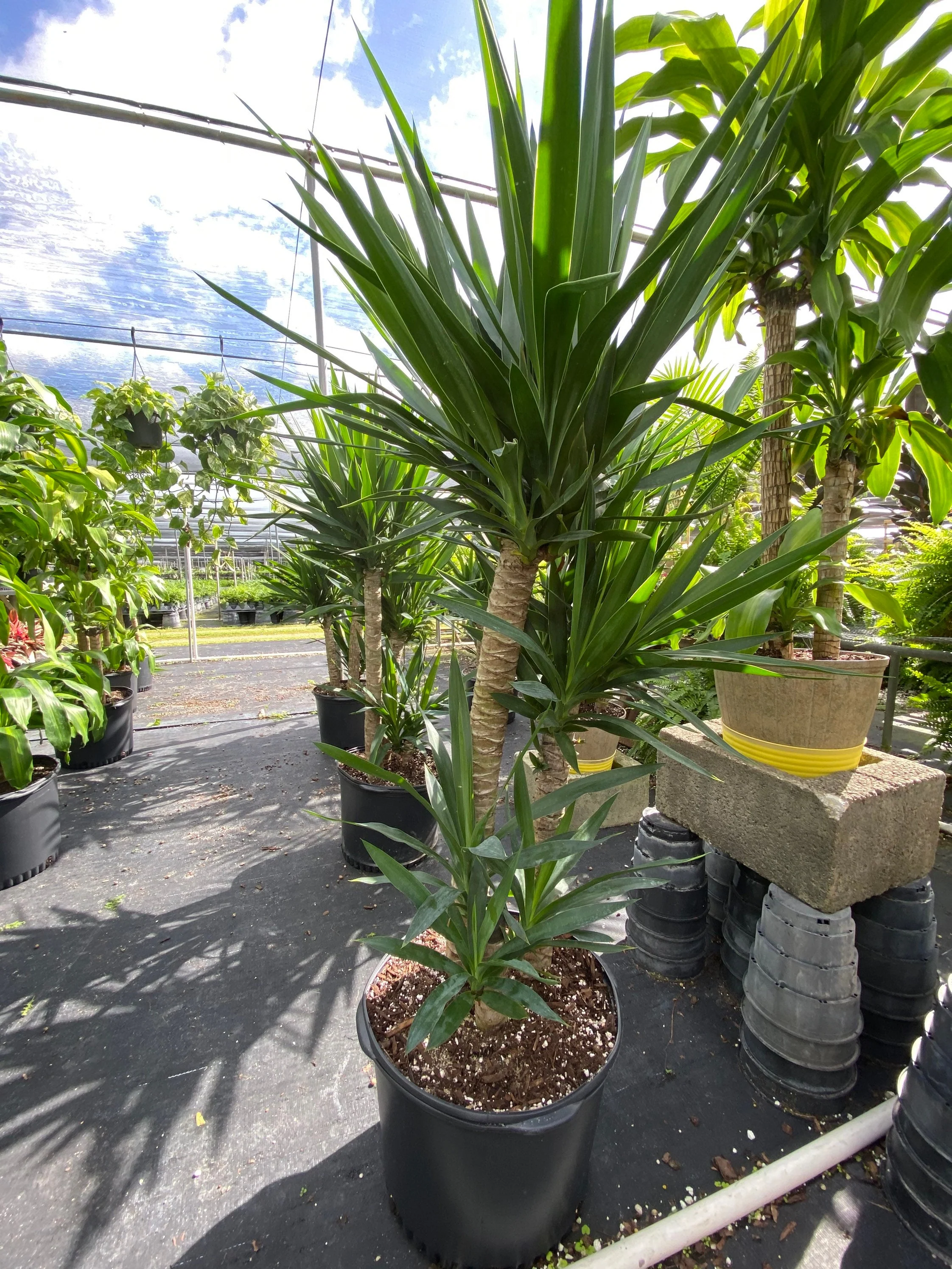 Dracaena Yucca Cane, Yucca Gigantea 3 Stem Staggered - Image 7