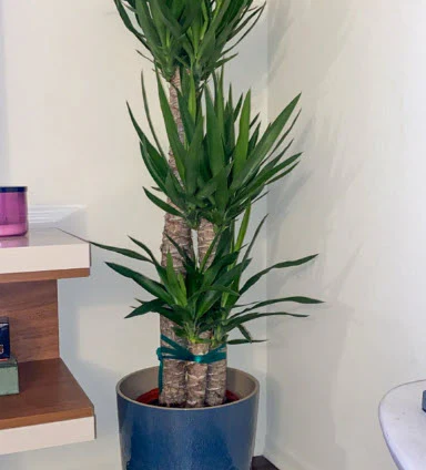 Dracaena Yucca Cane, Yucca Gigantea 3 Stem Staggered - Image 9