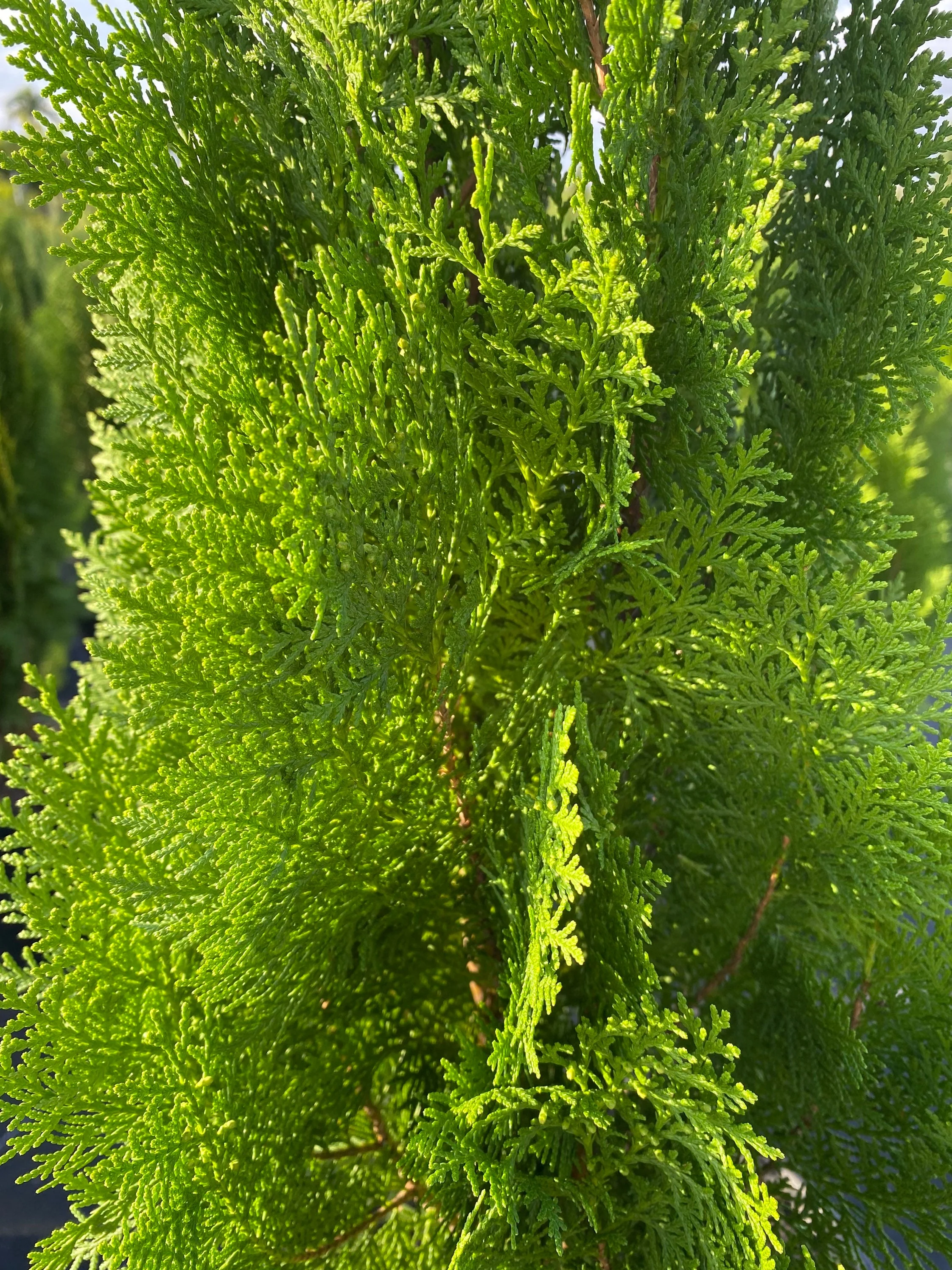 Emerald Green Arborvitae Occidentalis - Image 7