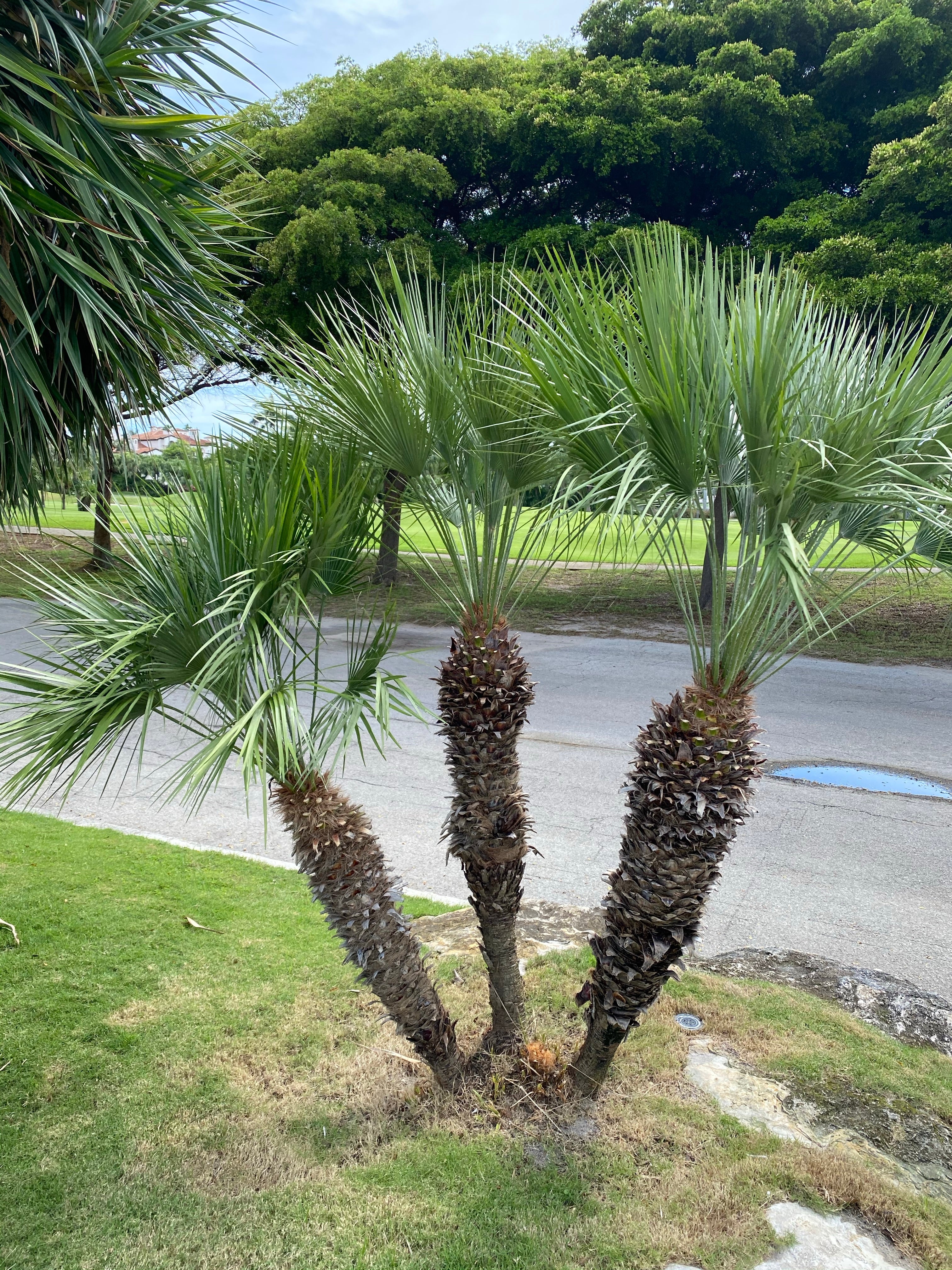 European Fan Palm Multi, Mediterranean Fan Palm - Image 6