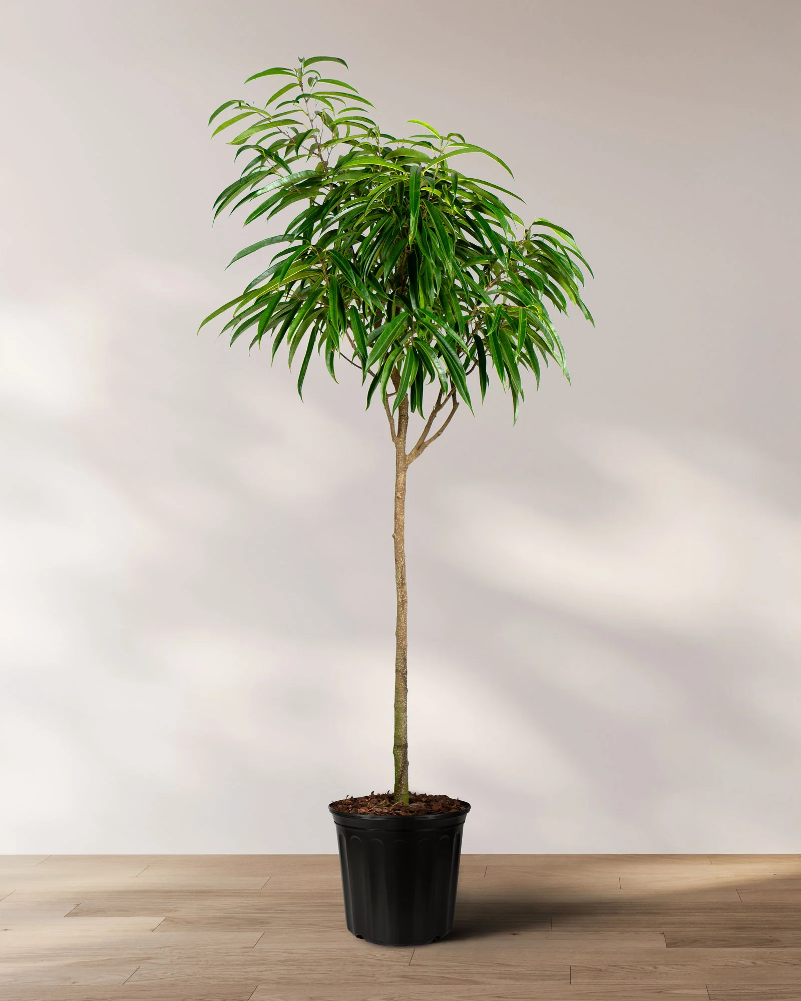 Ficus Alii Tree Form Single Stem, Ficus Maclellandii - Image 3