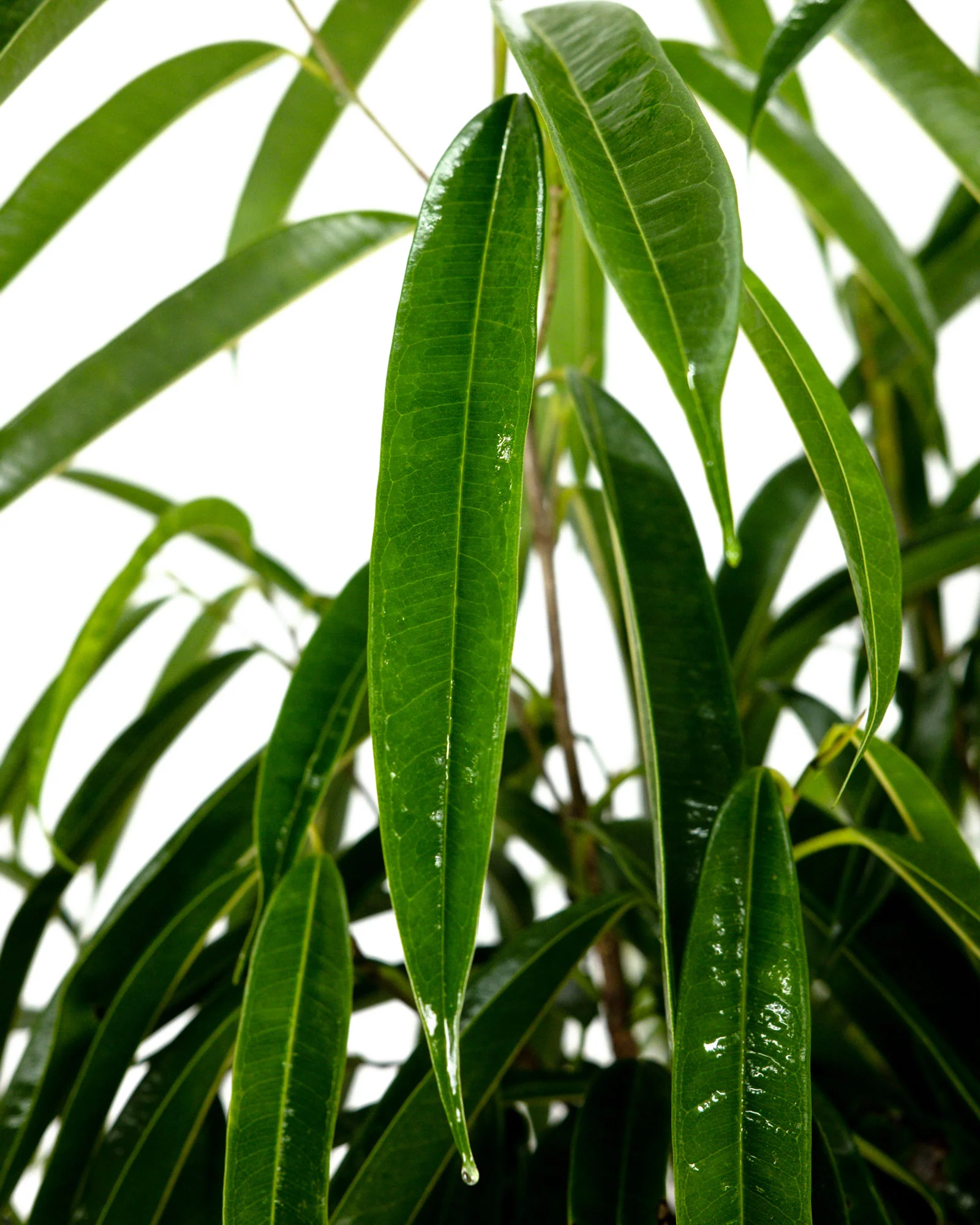 Ficus Alii Tree Form Single Stem, Ficus Maclellandii - Image 4